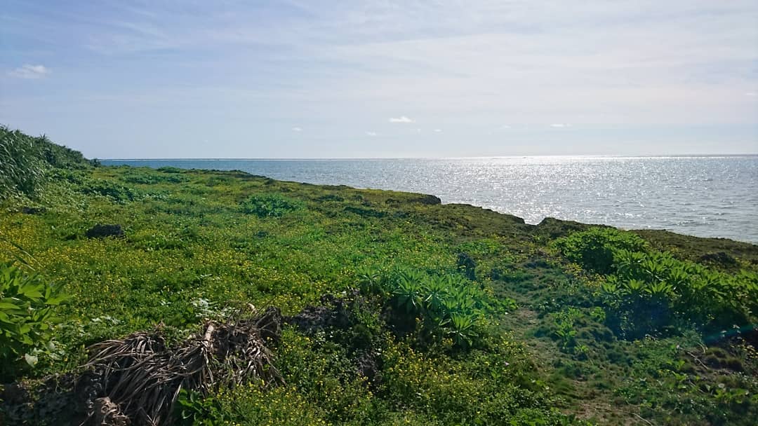 黒島の灯台近くの草原と海