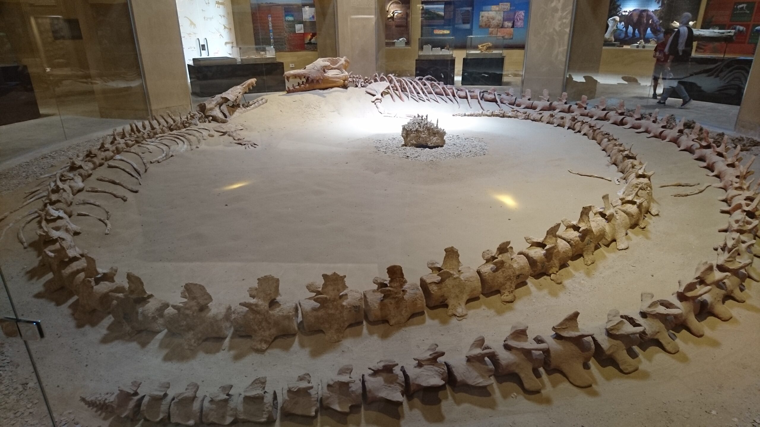 ワディ・アル・ヒタンの博物館に展示されたクジラの全身の化石