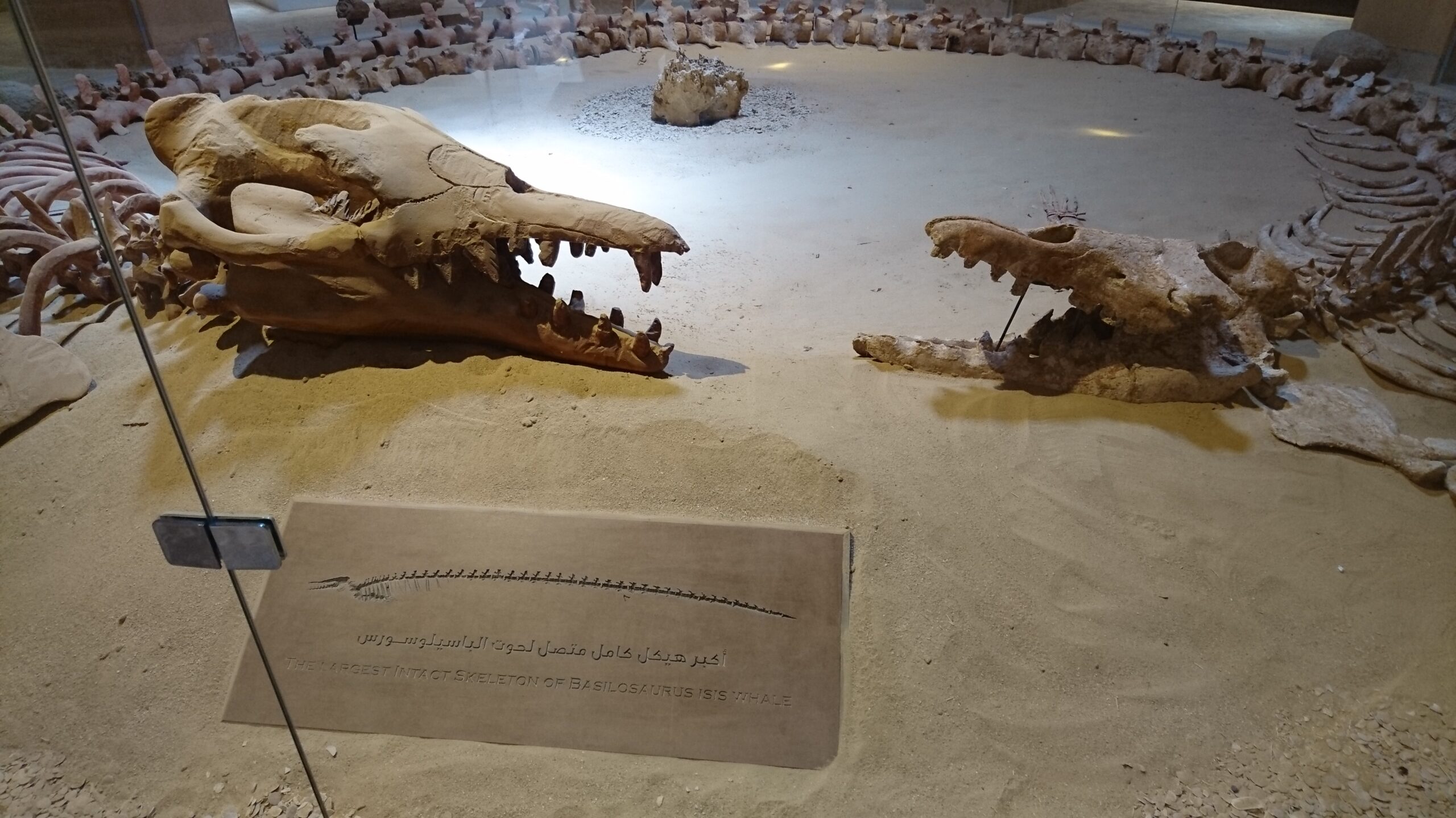 博物館に展示された古代クジラの頭骨の化石