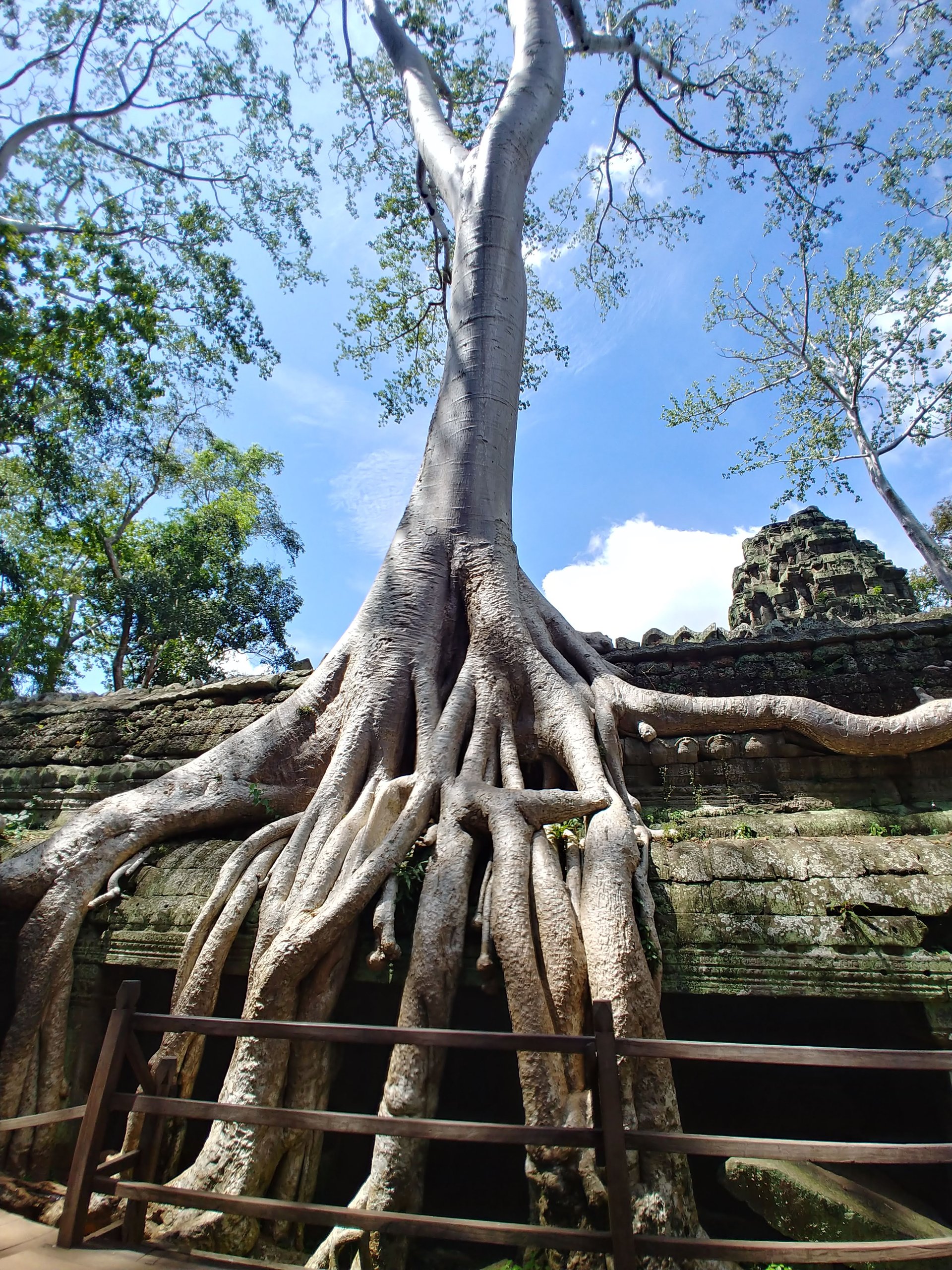 屋根の上に広がる木の根