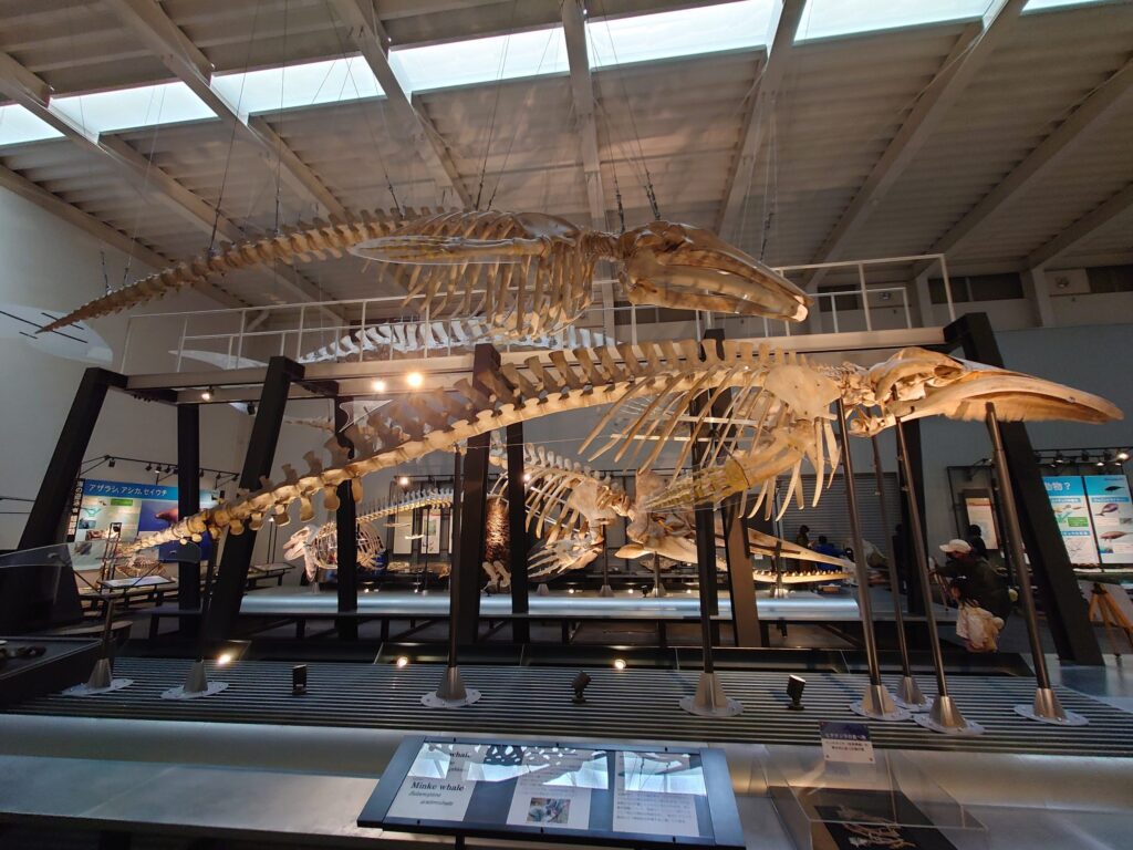 天井から吊るされた大きなクジラの骨格標本