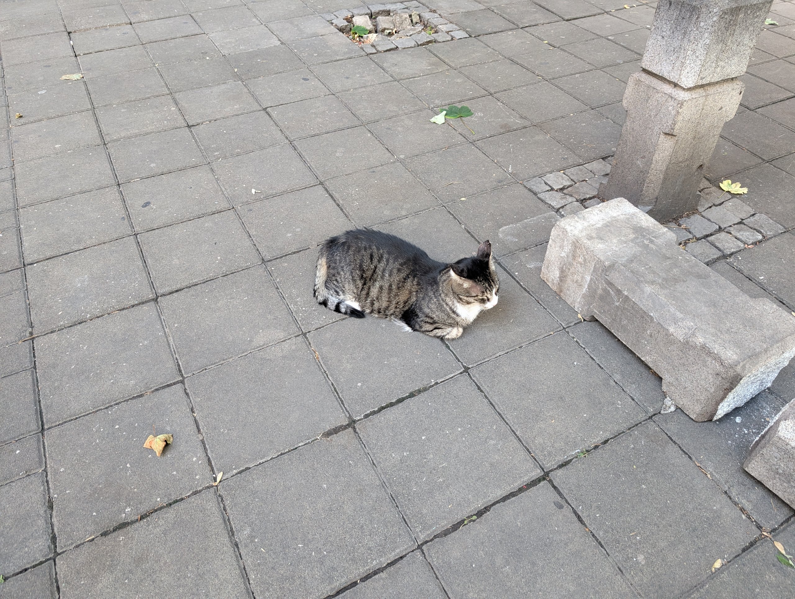 石畳の上でくつろぐ、しま模様の猫