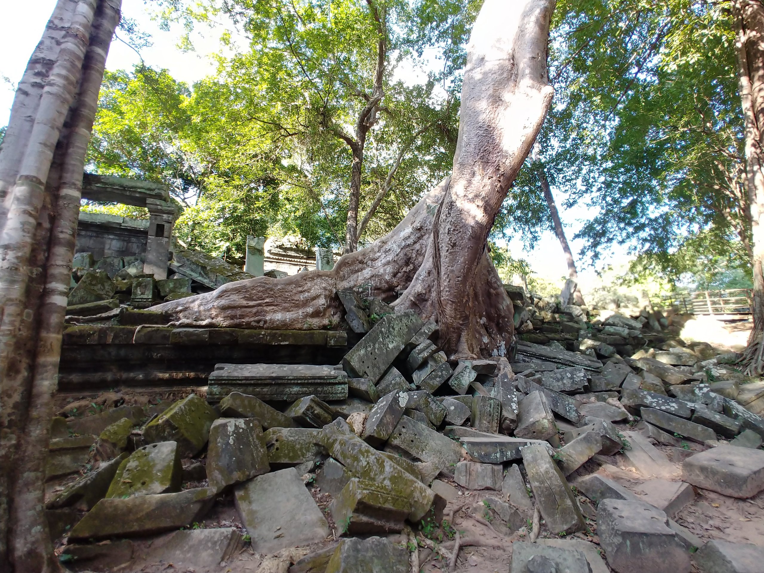 木の根が石を押し広げる様子