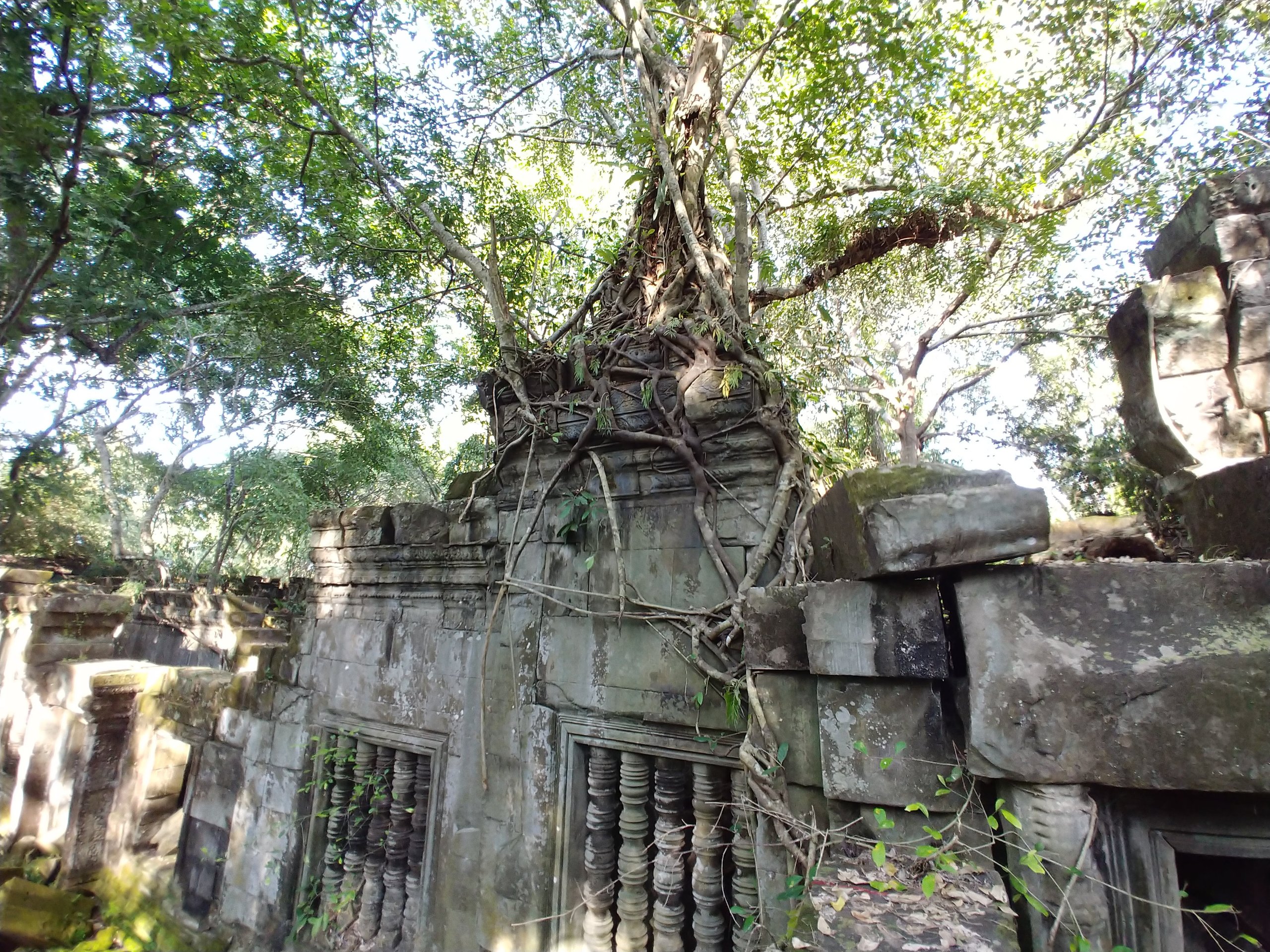 つるに覆われた建物