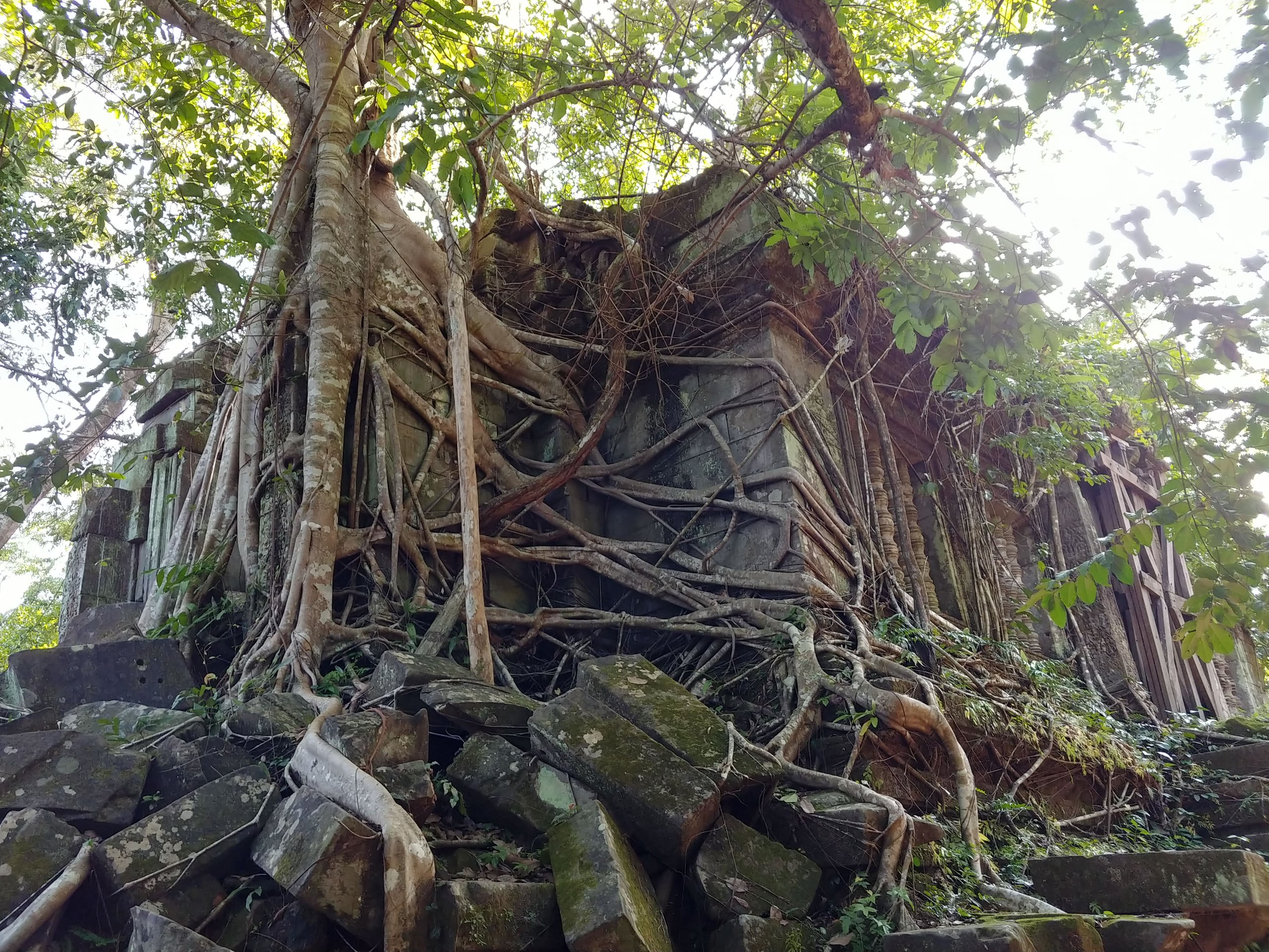 木に覆われた遺跡