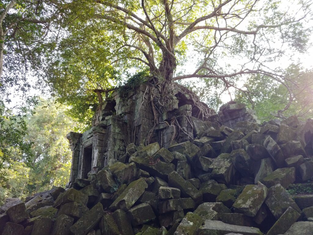 建物の上から木が生えたベンメリア遺跡