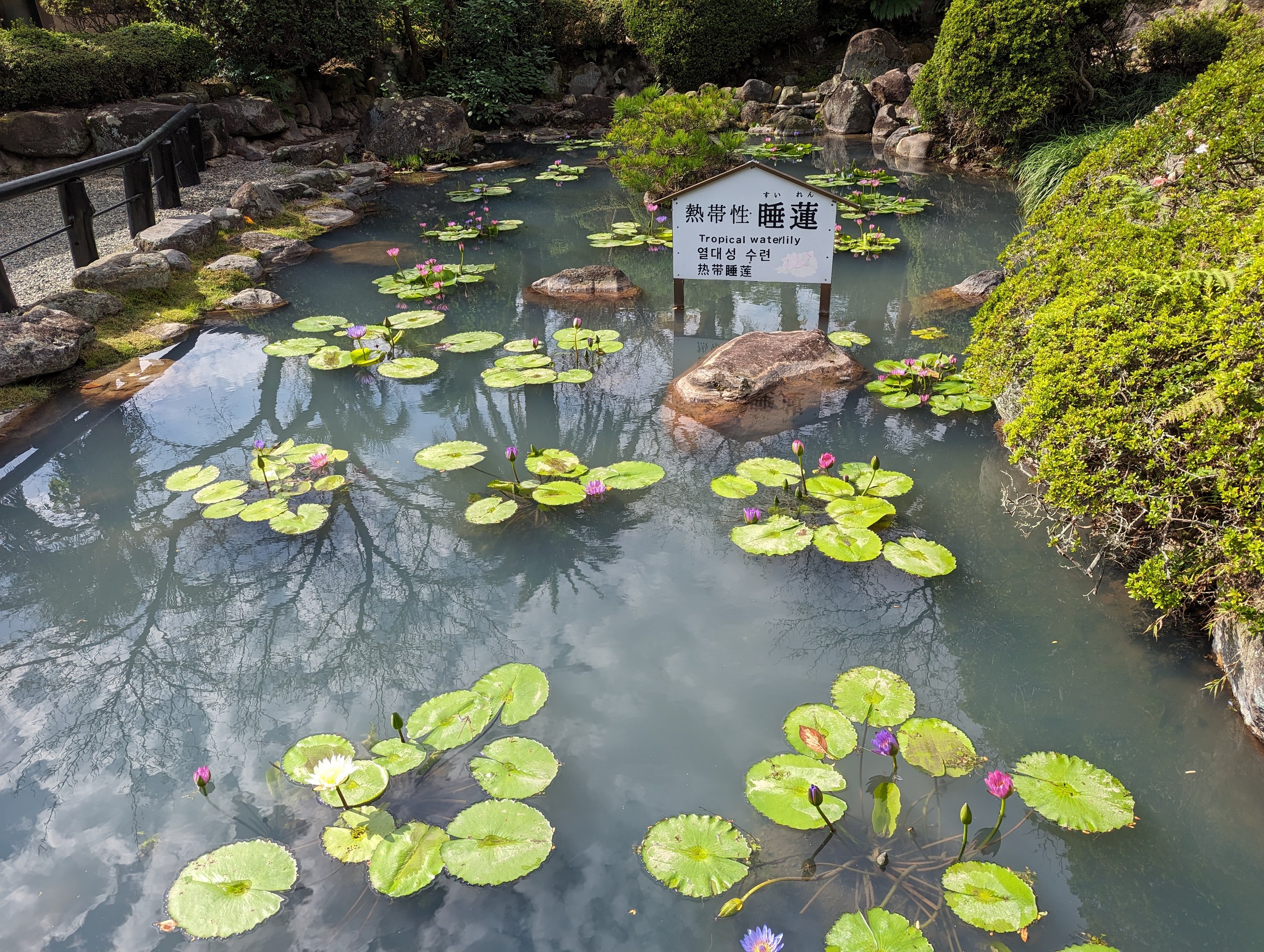 大きな葉の睡蓮が浮かぶ池