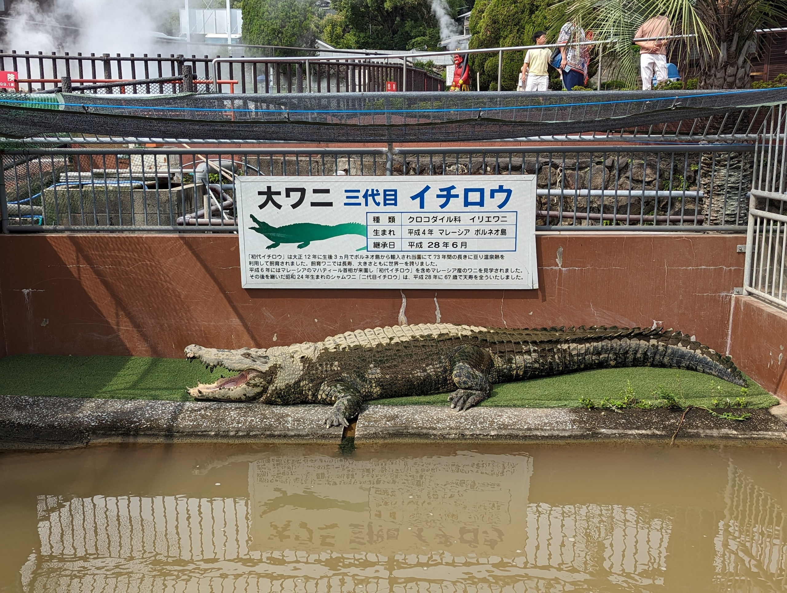 「大ワニ 三代目 イチロウ」の看板と、池のそばで寝そべるワニ