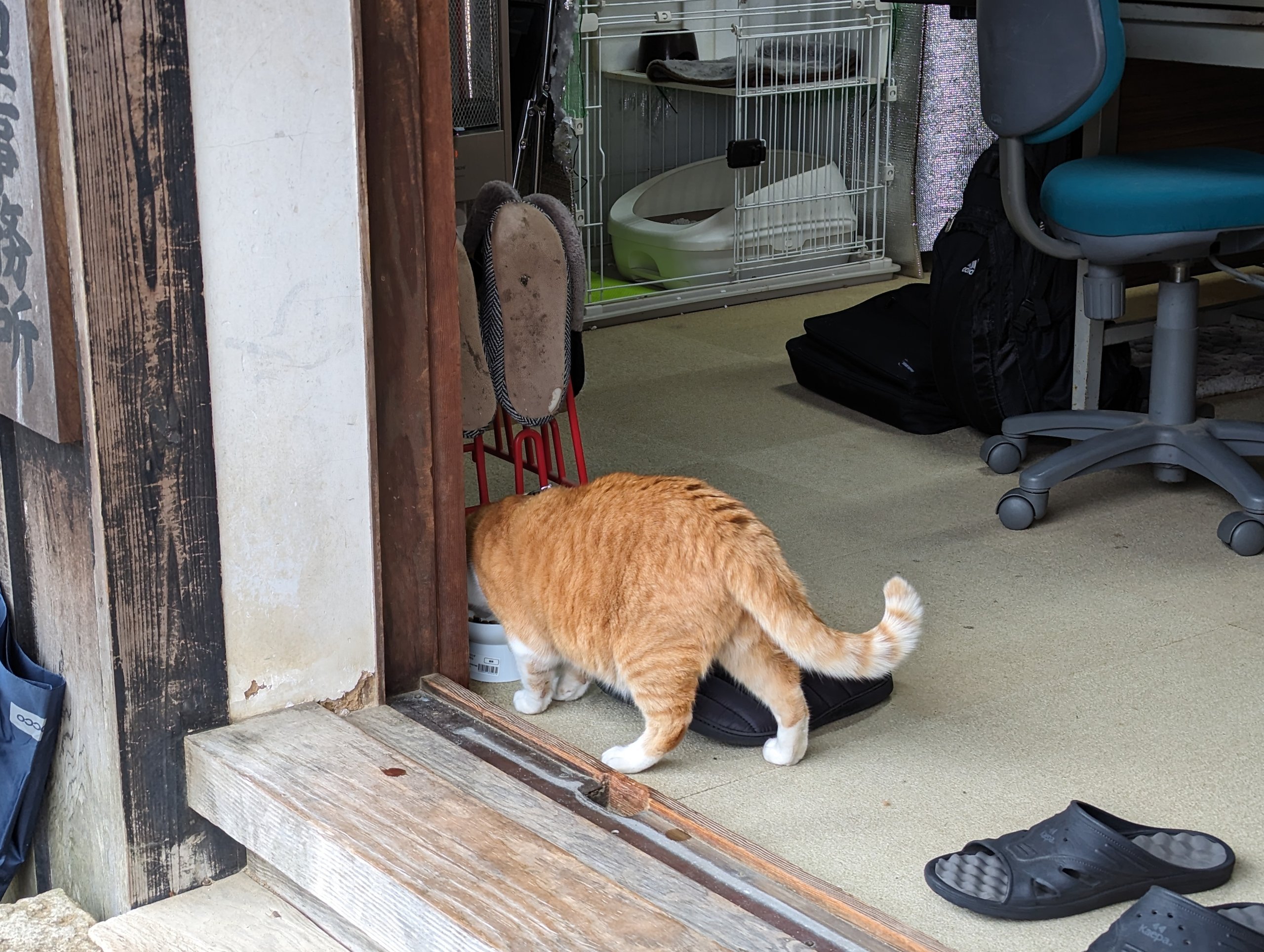 戸口から部屋に入っていく茶トラの猫