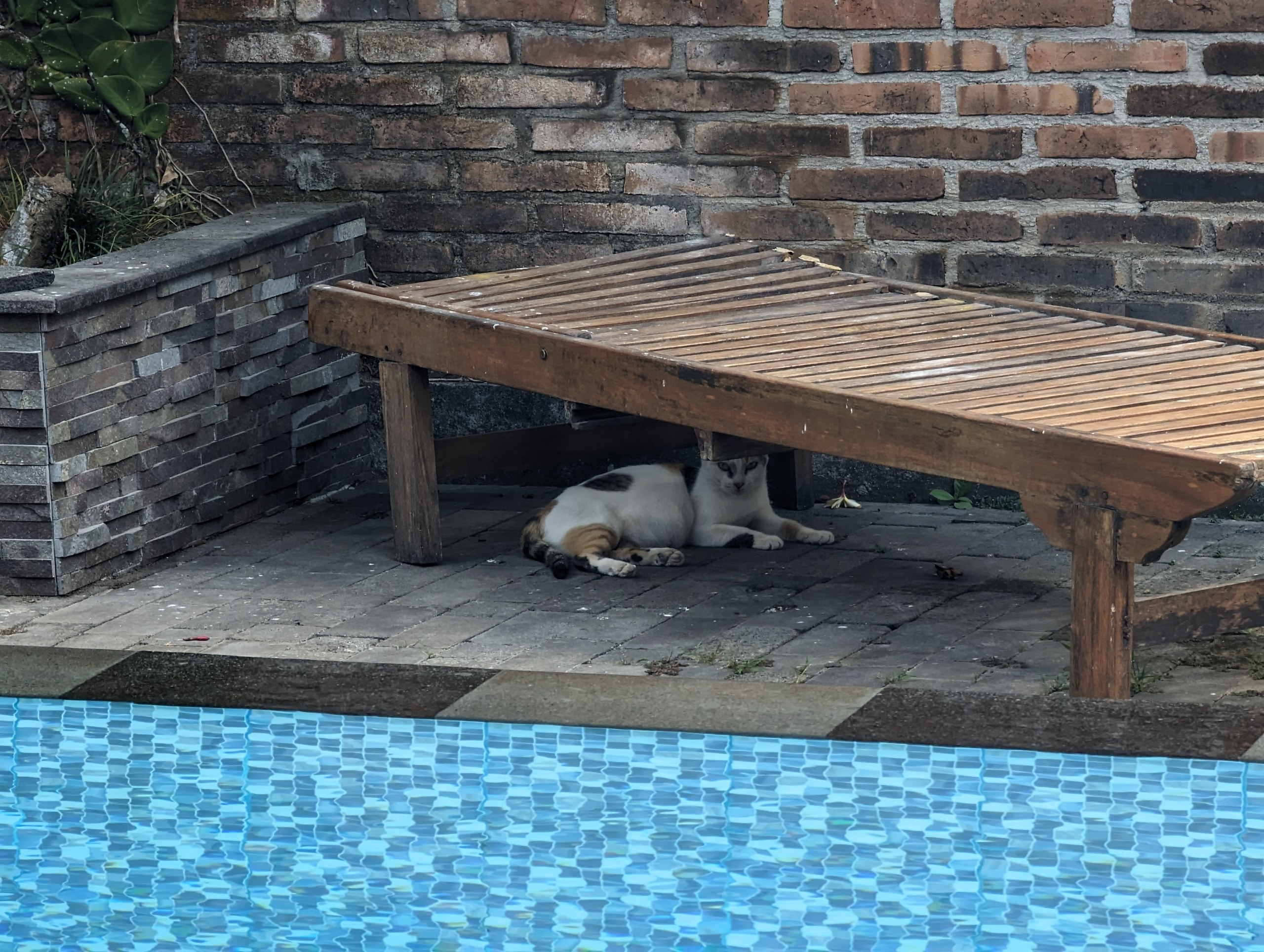 プールサイドの木の台の下で眠る猫