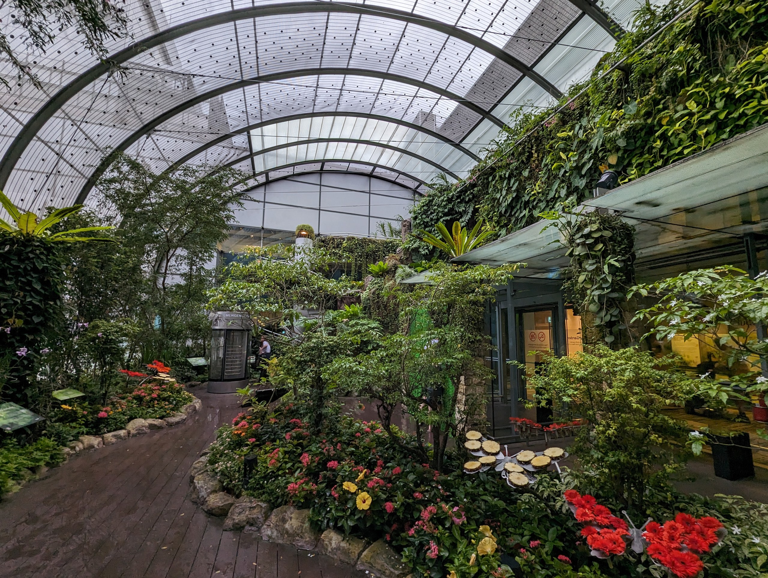 ガラス屋根の温室の中に植物が茂る、空港のバタフライガーデン