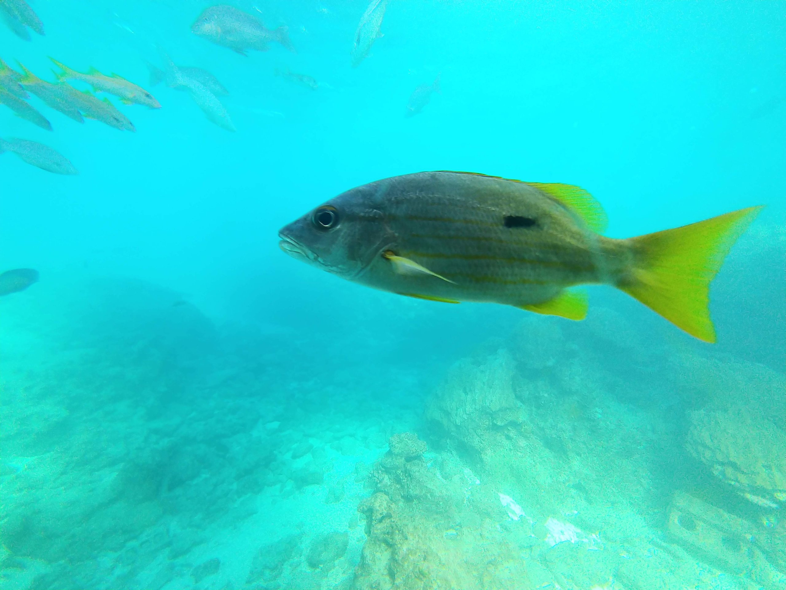 海中展望塔の窓の外を泳ぐ黄色い尾びれの魚