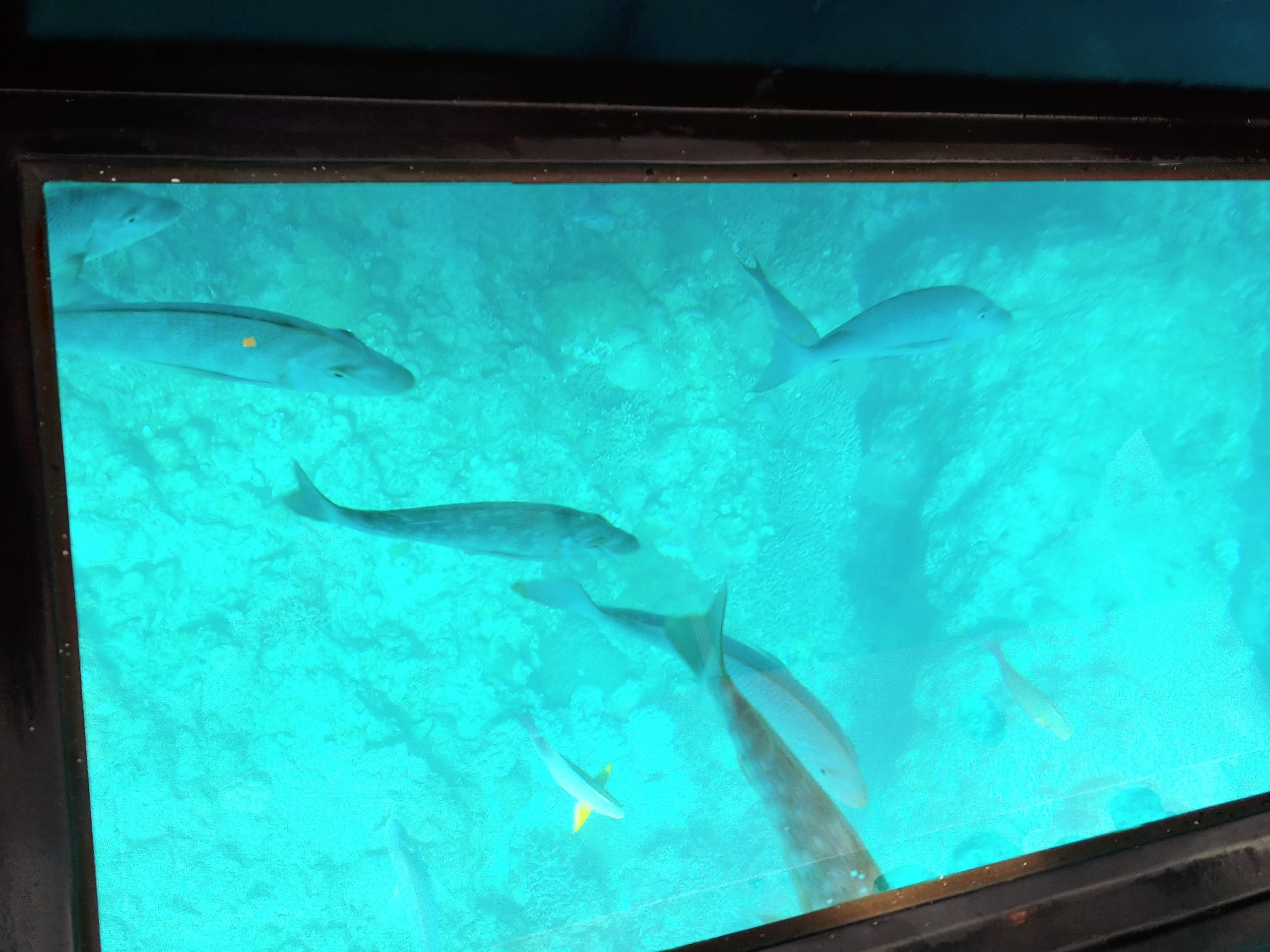 グラスボートの船底のガラス越しに見える魚とサンゴ