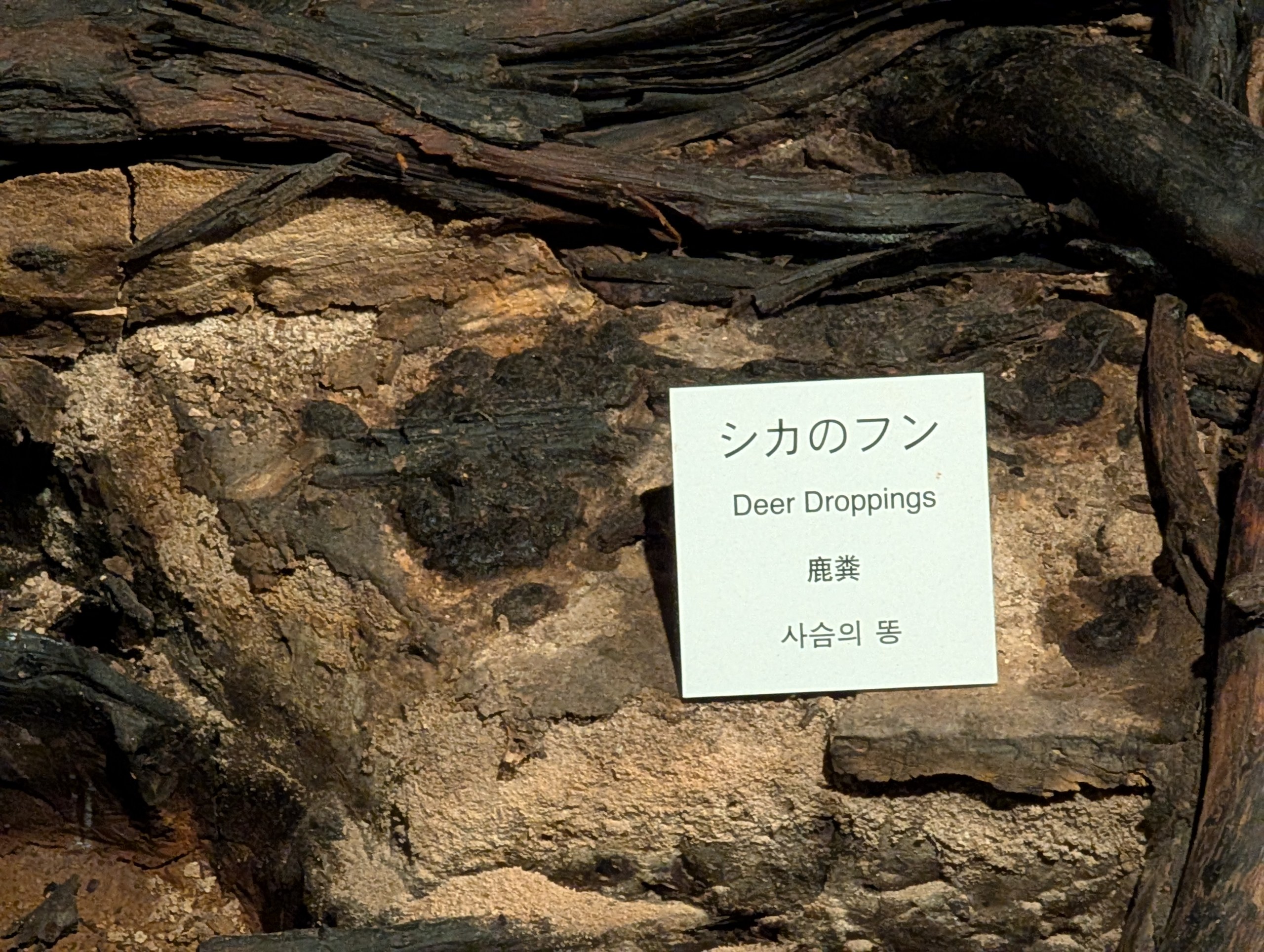 「シカのフン」の札が置かれた地面