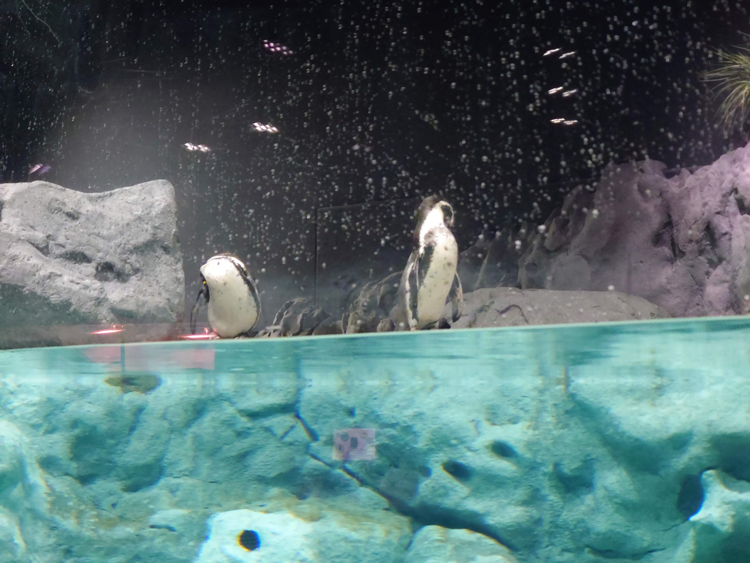 水槽の上に立つペンギン