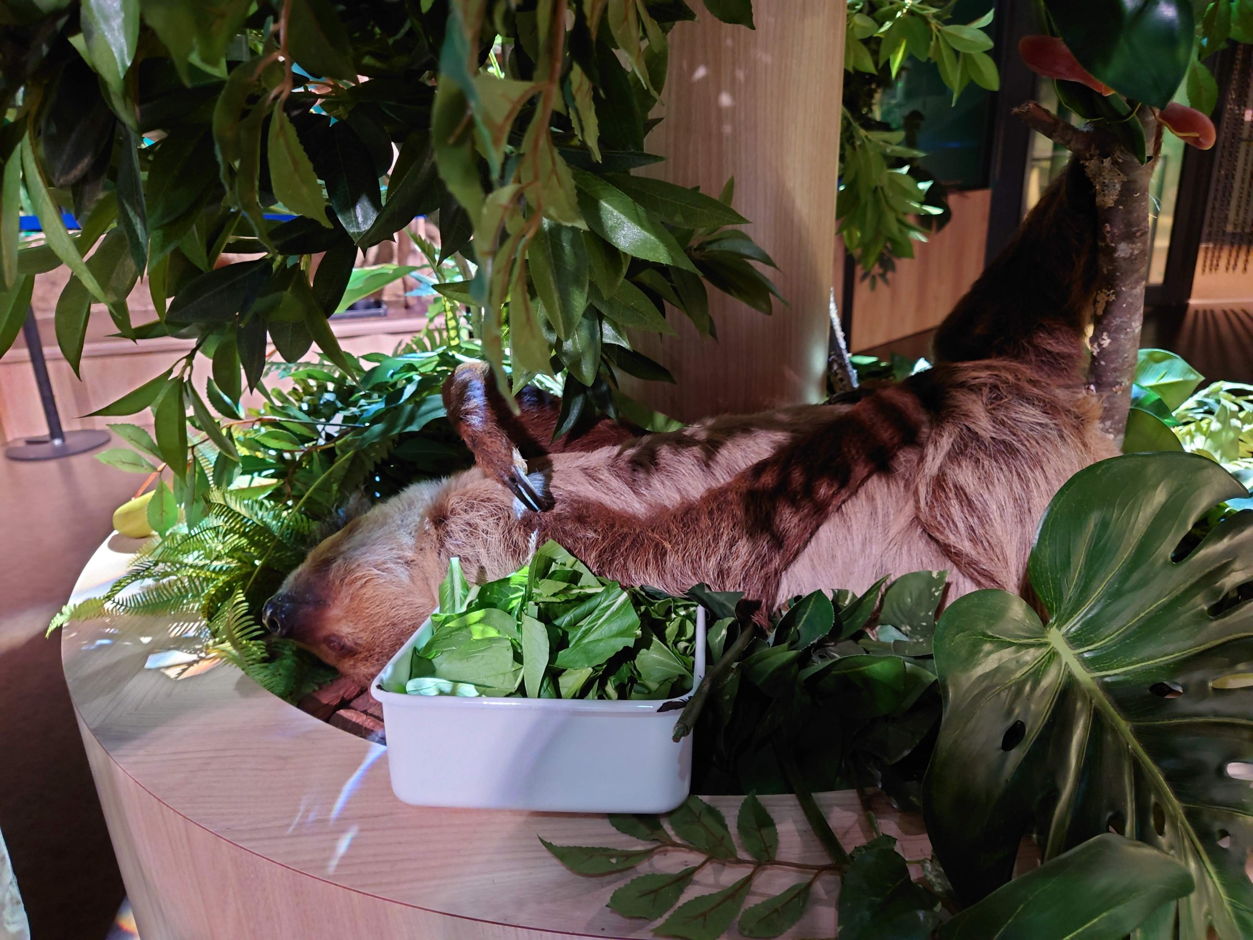 植木鉢の中でくつろぐナマケモノ