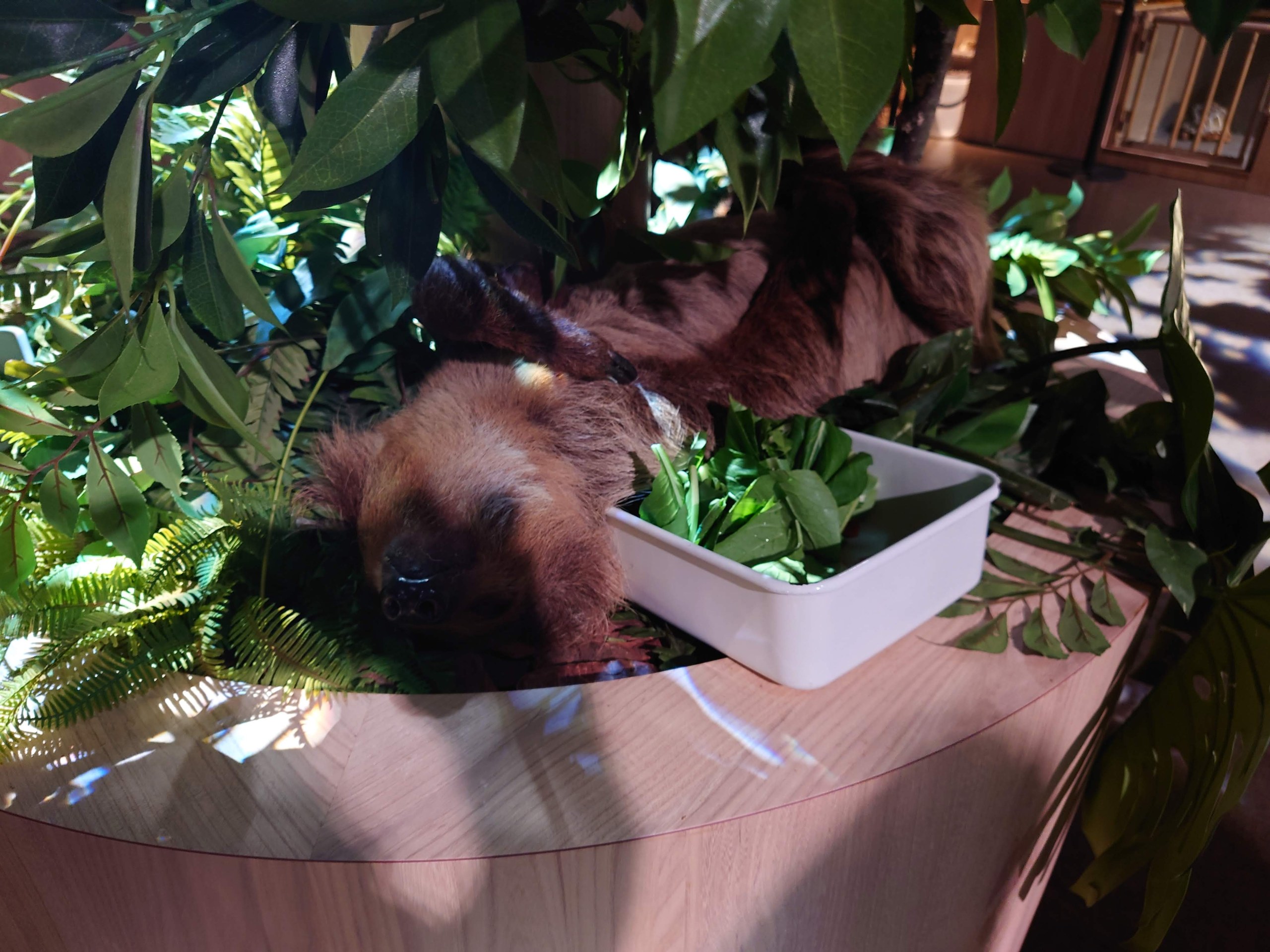 葉っぱを前に眠そうなナマケモノの顔