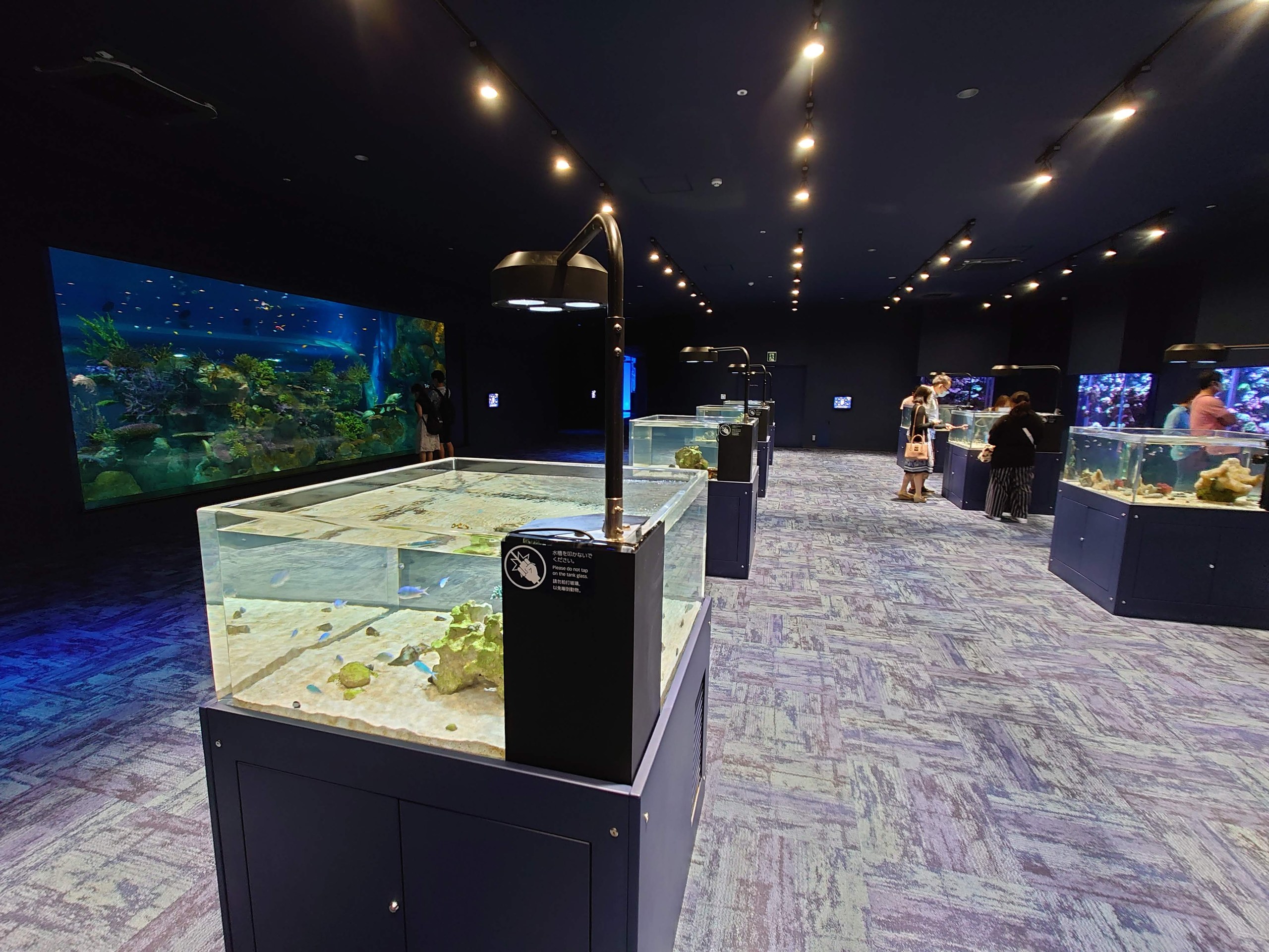 小さな水槽が並ぶ展示室