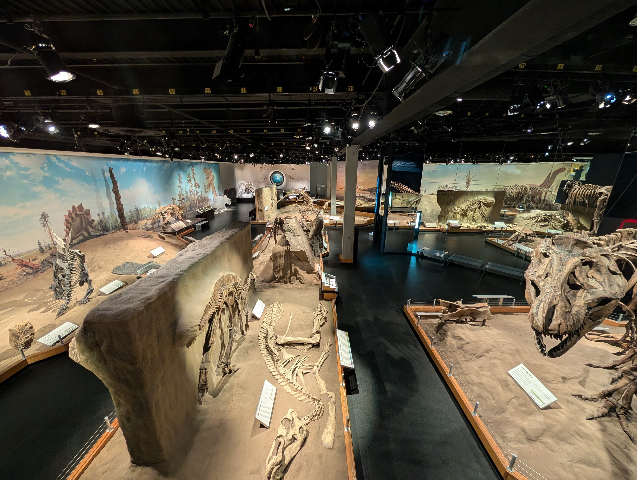 恐竜の骨格や化石が並ぶ、博物館の展示室