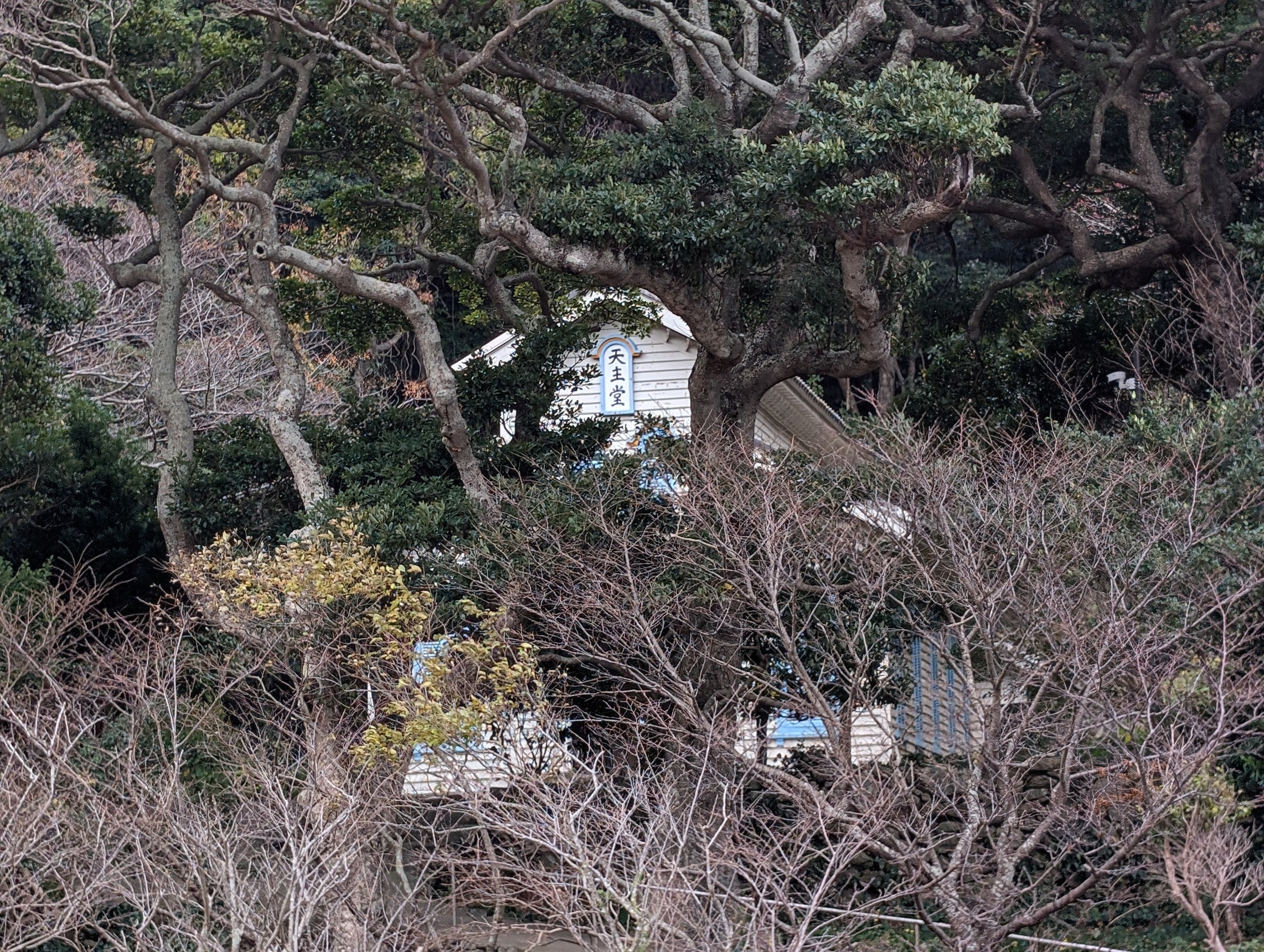 林の木々のあいだから見える、白い教会