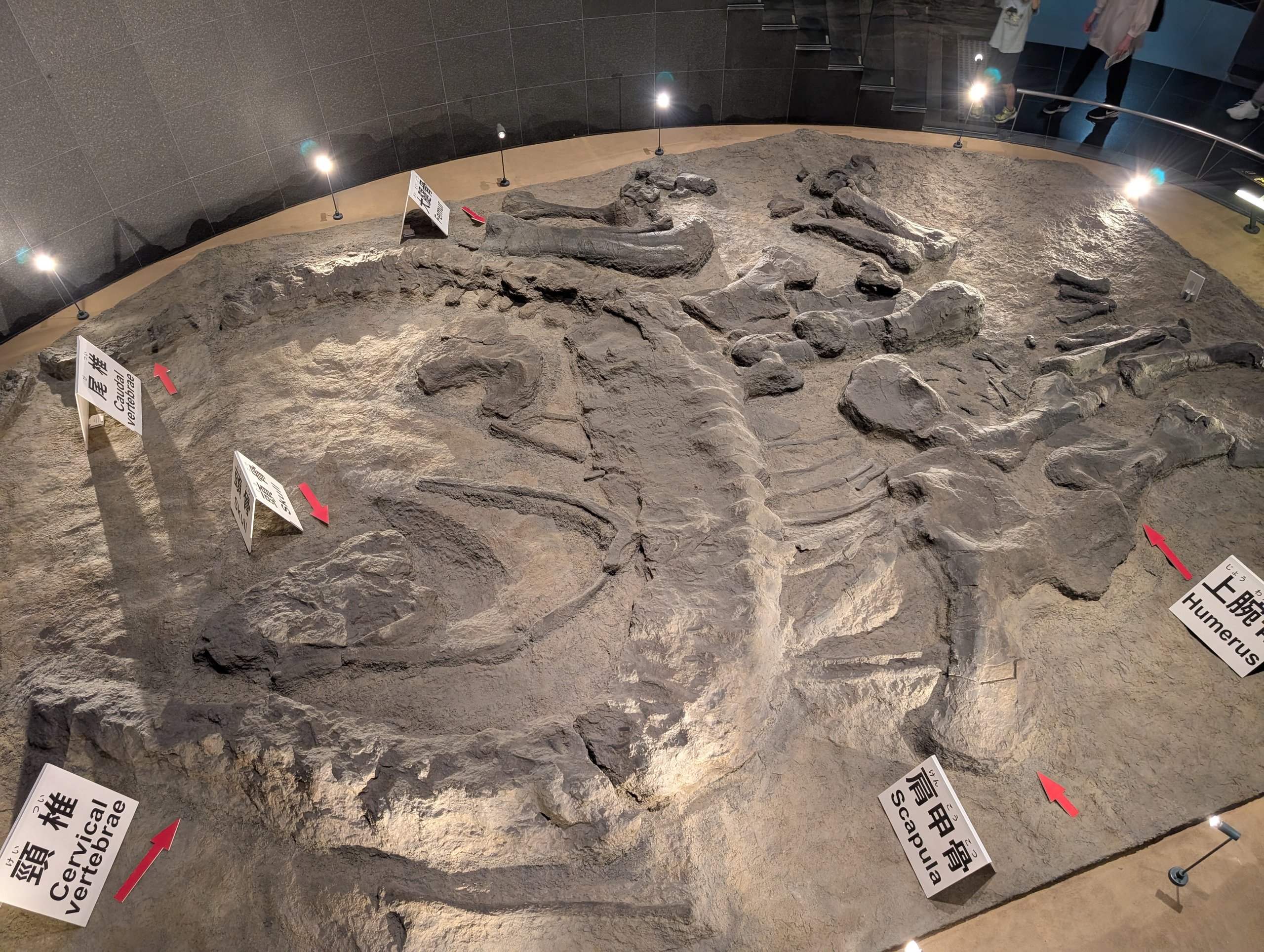 床に広がる、骨が埋まった状態の化石の展示