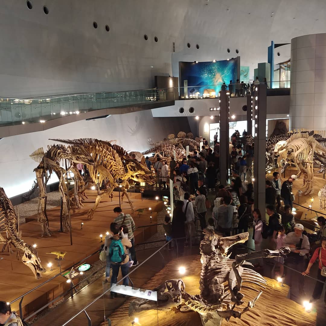 恐竜の骨格がずらりと並ぶ福井県立恐竜博物館の展示室