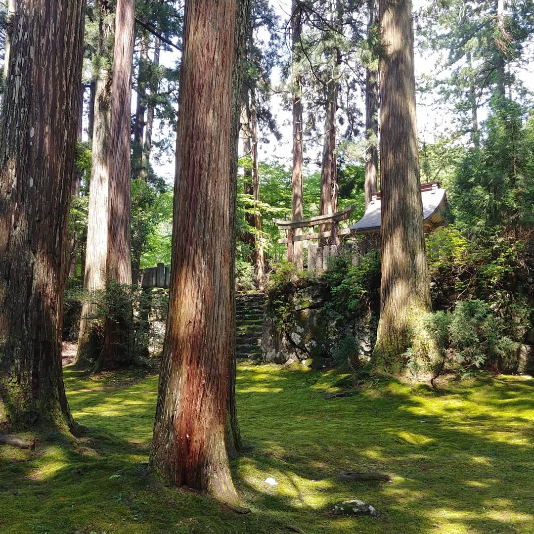 杉の大木と一面の苔、奥に見える平泉寺白山神社の社殿