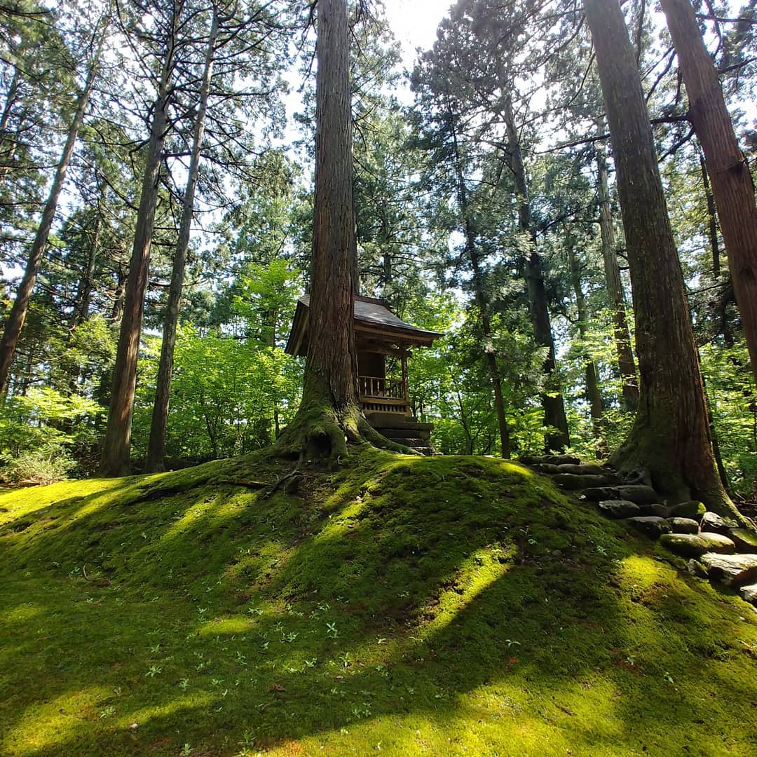 苔むした地面と杉木立の中に建つ、平泉寺白山神社の小さな社