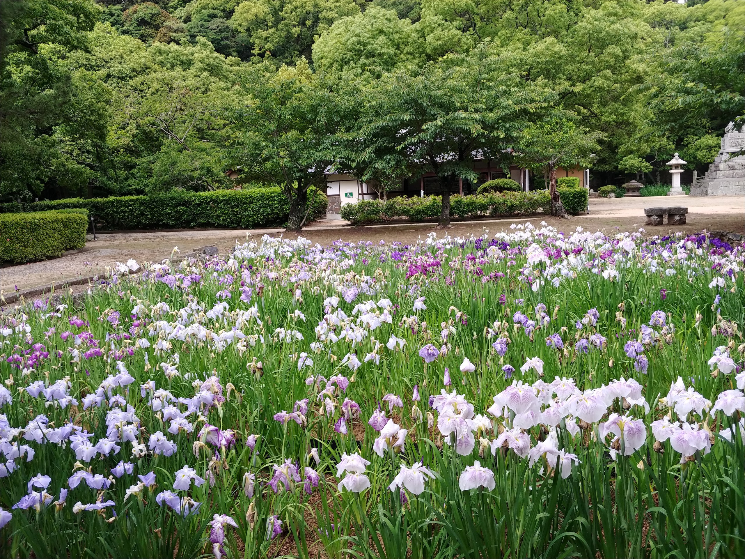 萩城跡の花菖蒲