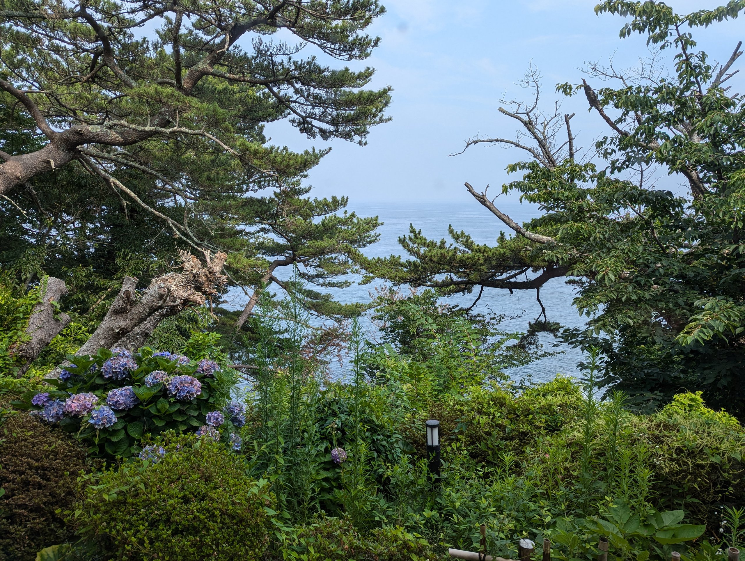松の間からのぞく、紫陽花と海