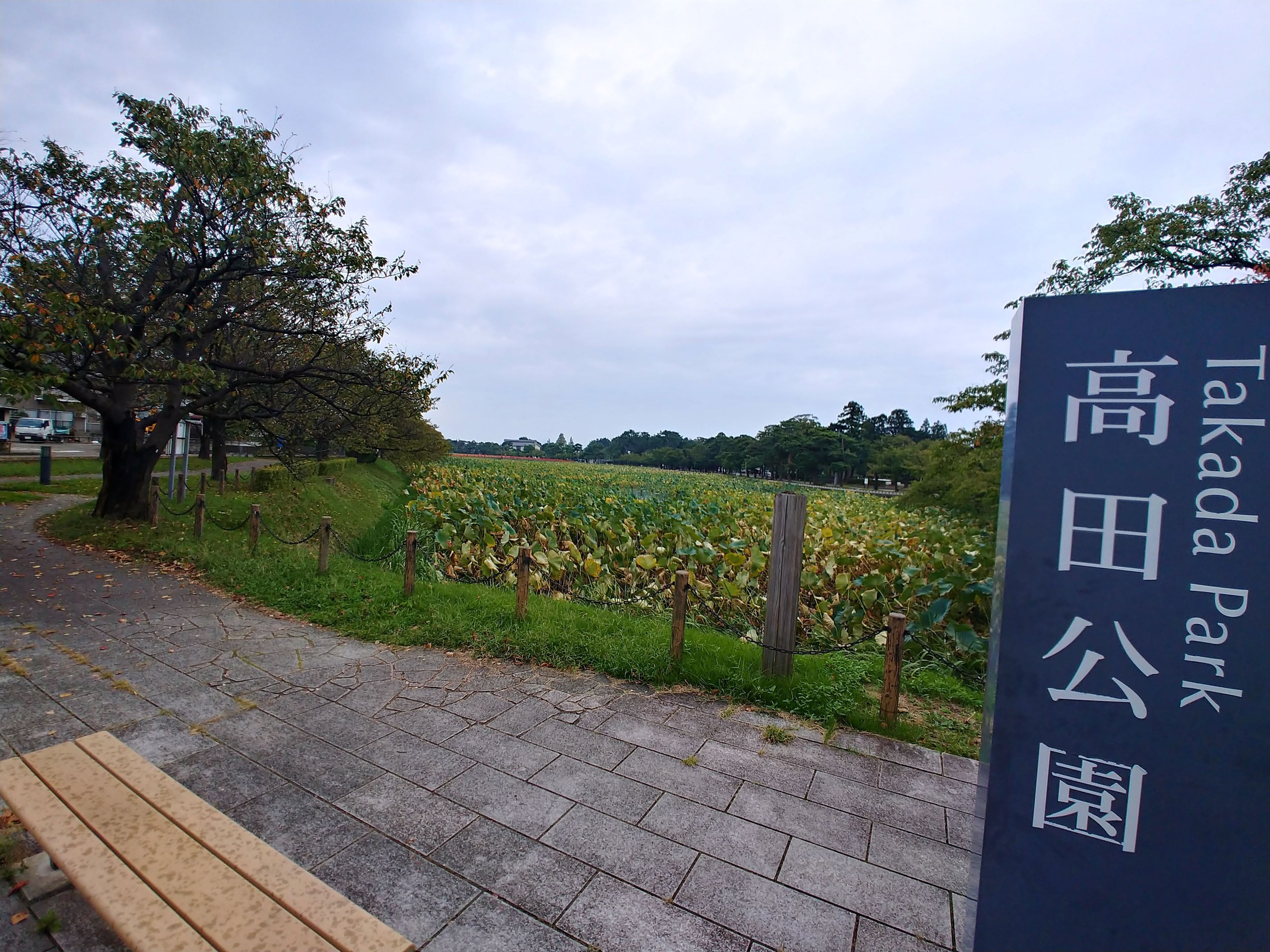 高田公園の碑とお堀の蓮