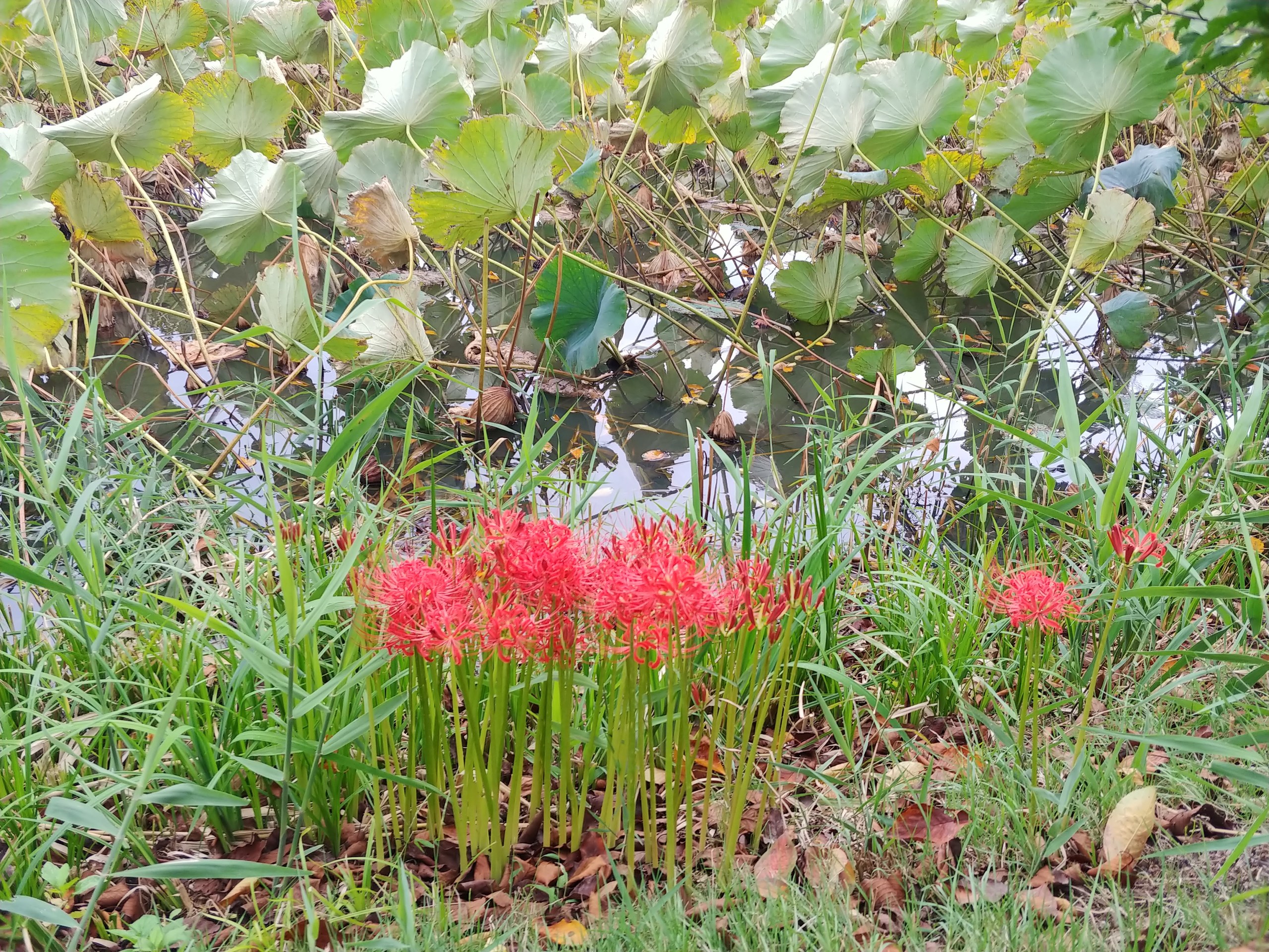 高田公園の彼岸花