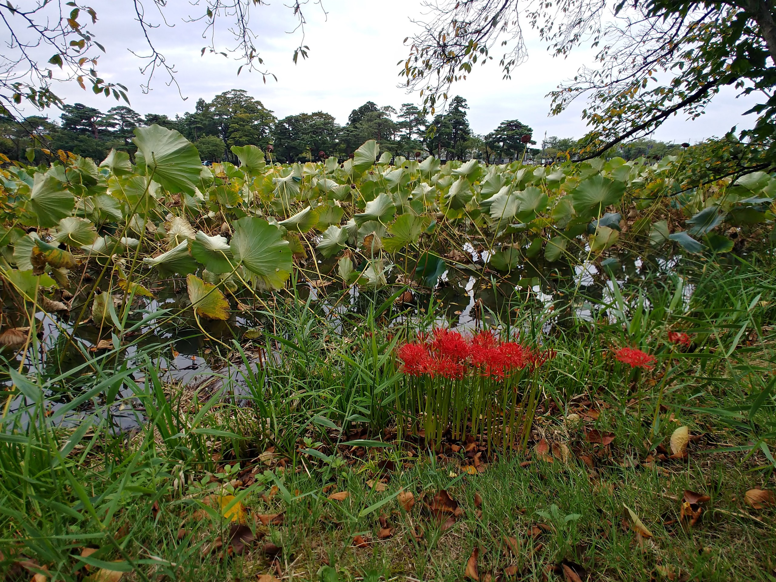 高田公園の蓮の葉と彼岸花