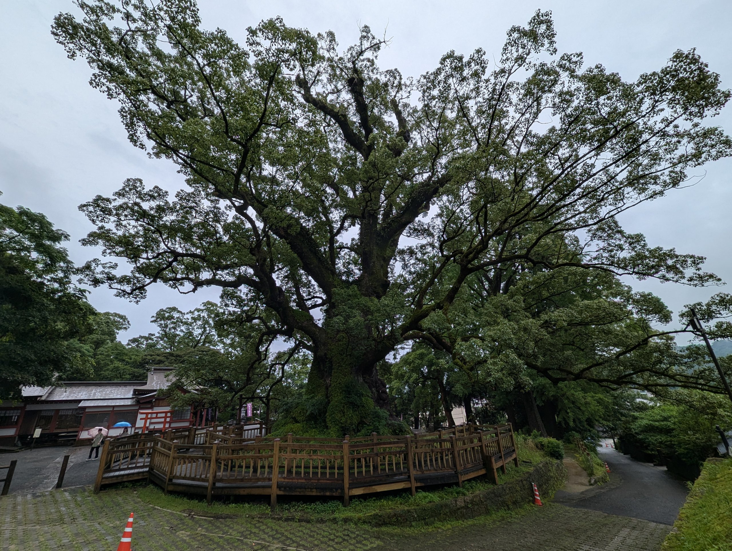 木の柵に囲まれて枝を大きく広げる、蒲生の大クス