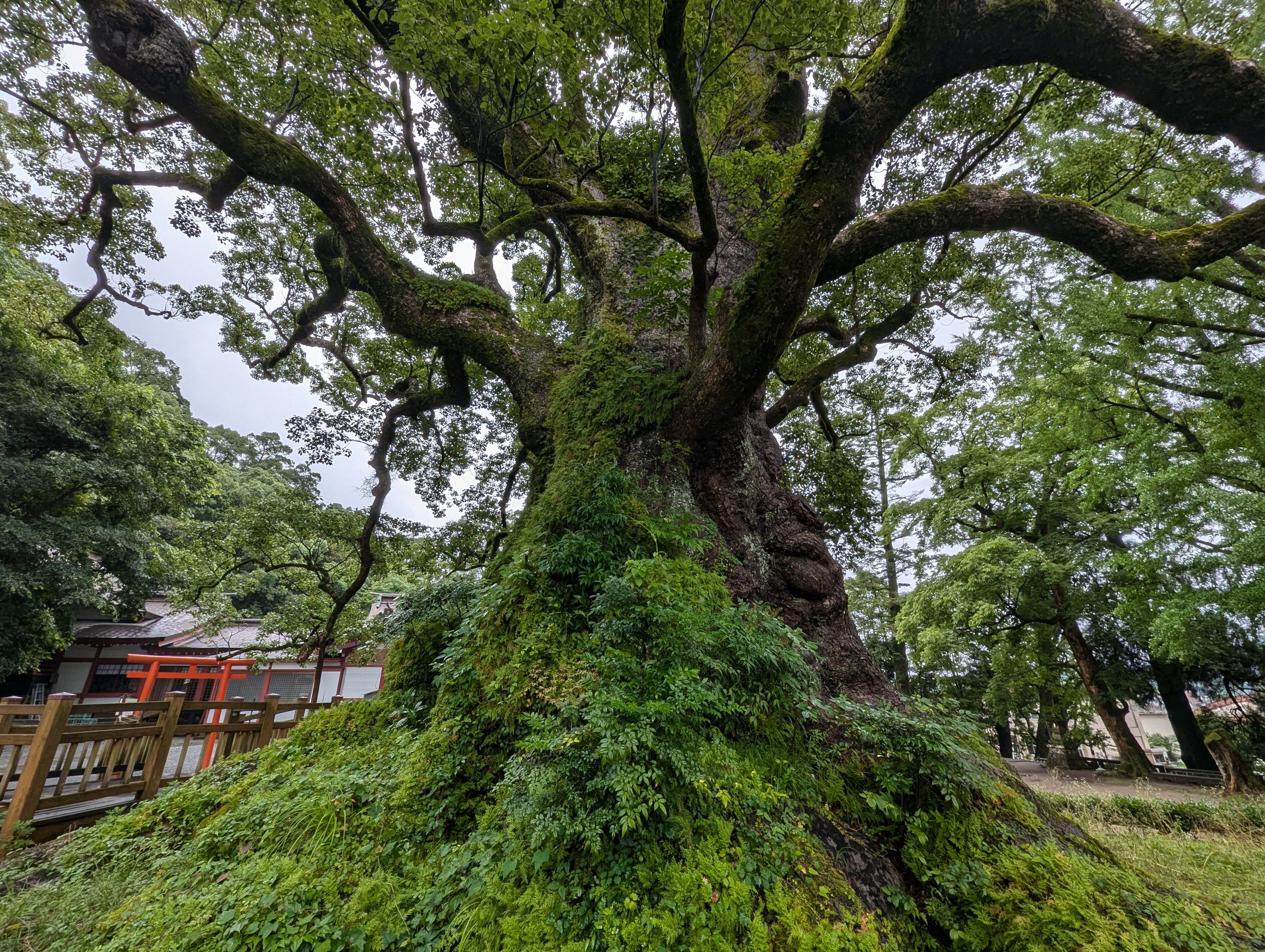苔に覆われた、大クスの太い幹