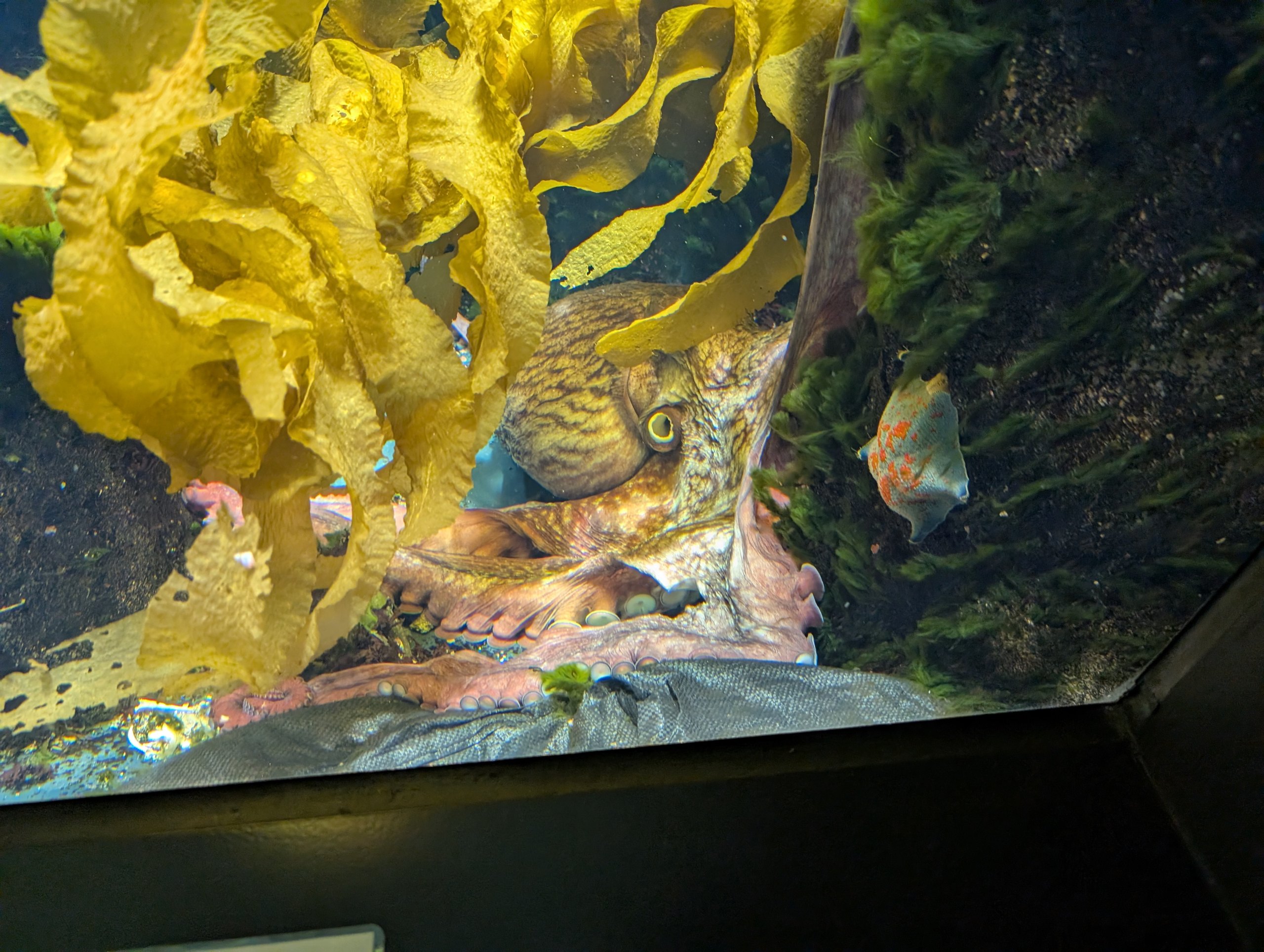 黄色い海藻がゆらめく水槽と魚