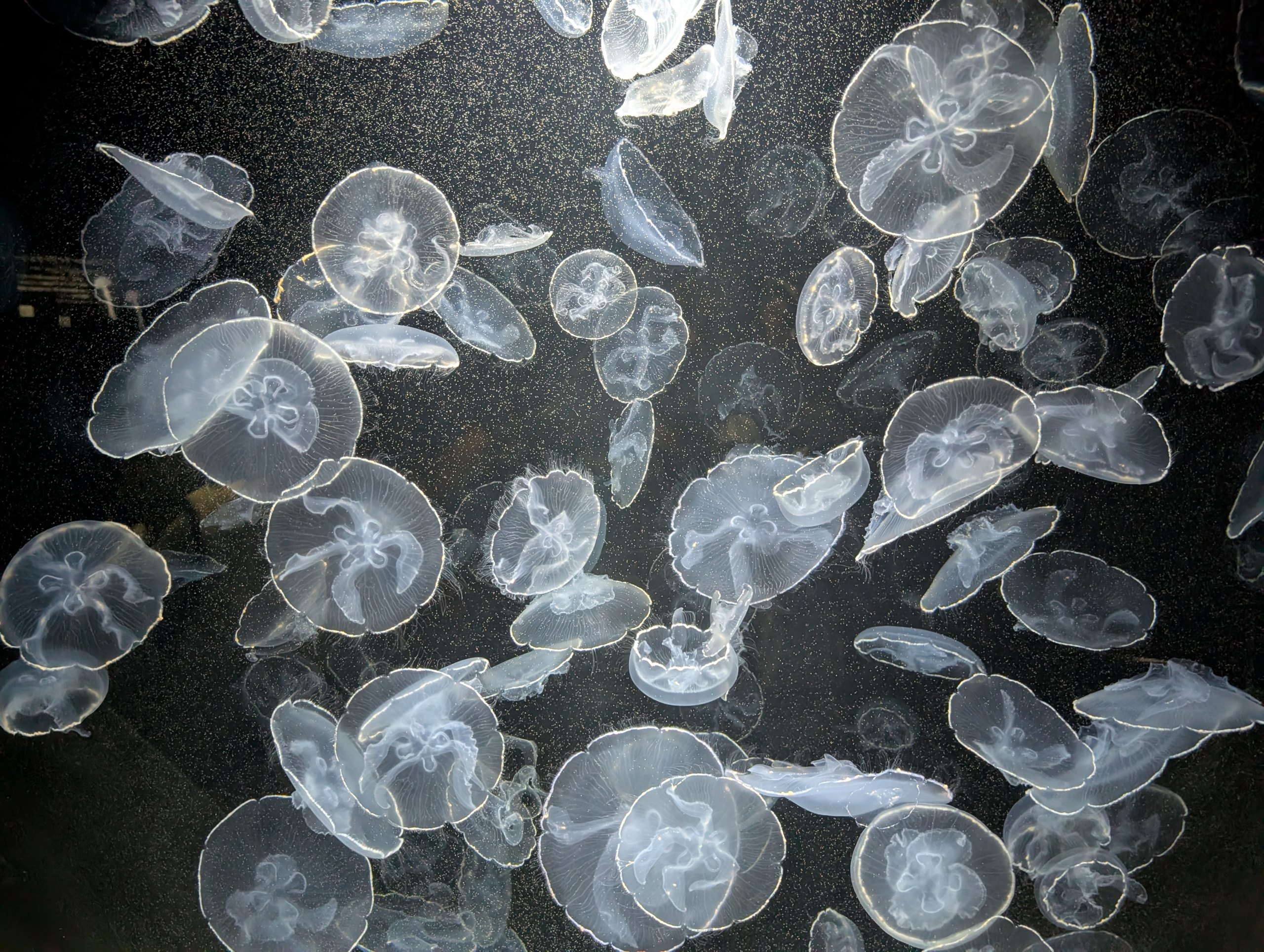水槽にびっしり浮かぶ、白い傘のクラゲ