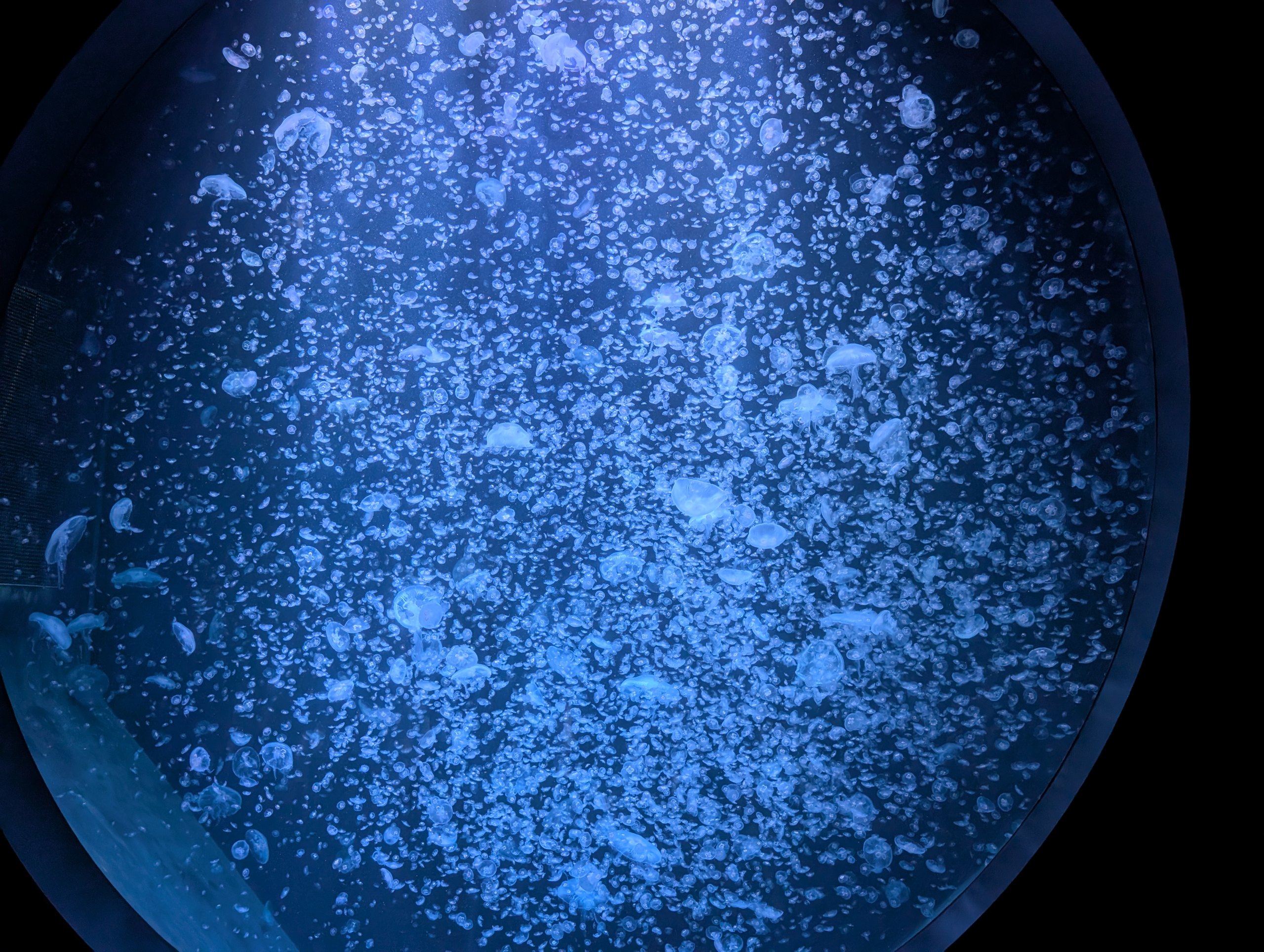 大きな丸い水槽の中に、星空のように広がるクラゲ