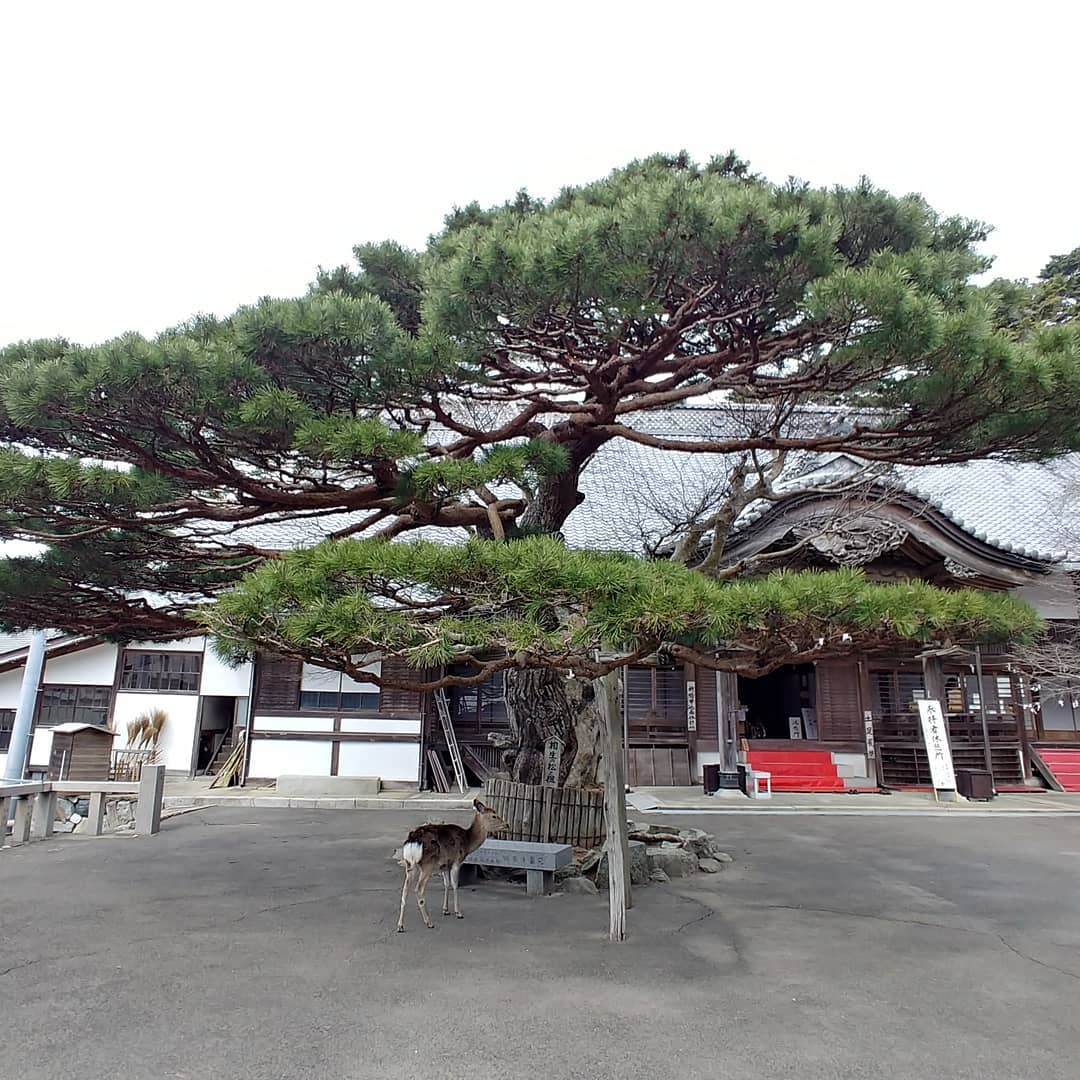 大きな松の木と黄金山神社の社殿、そばにいる鹿