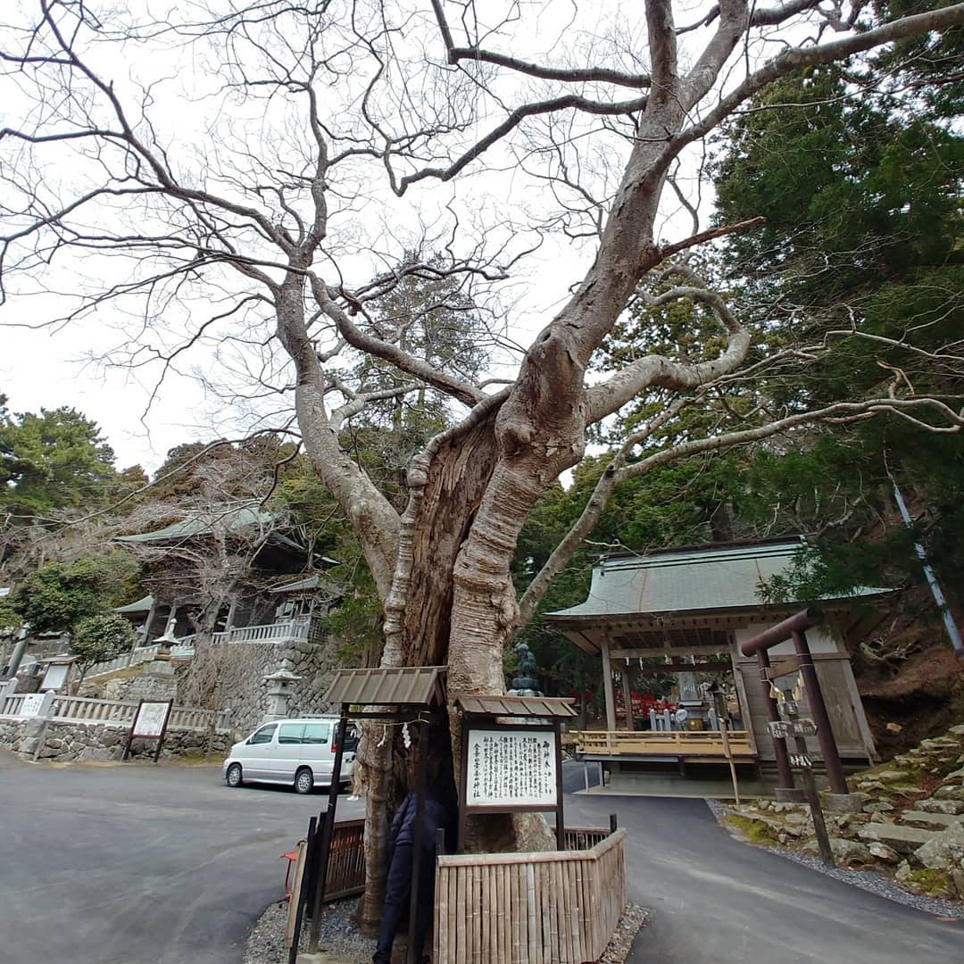 葉の落ちた大木と、黄金山神社の境内