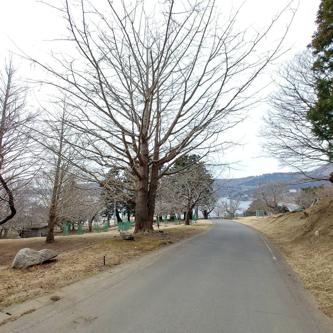 葉の落ちた大木が並ぶ、金華山の道