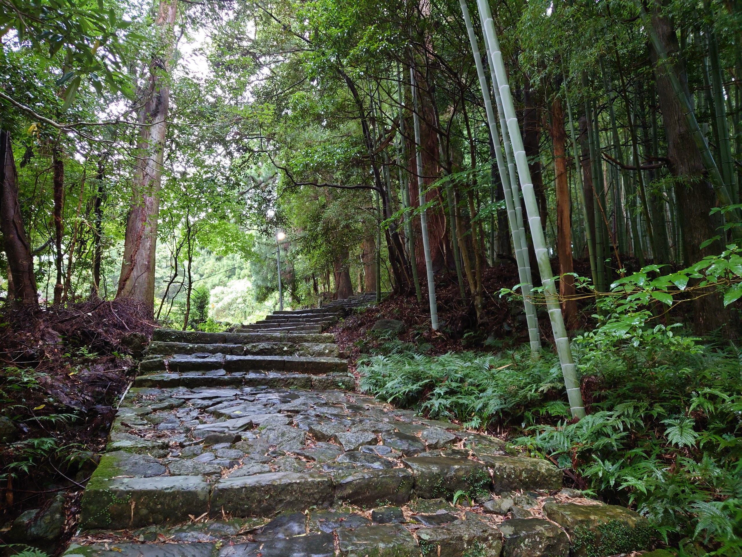 苔むした石段と、両側の杉と竹林