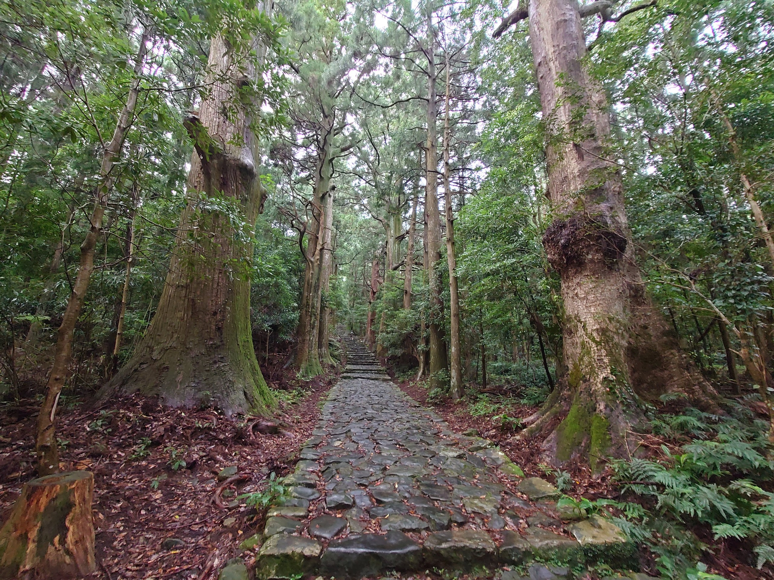 杉並木の中を、奥へ奥へと続く石畳の道