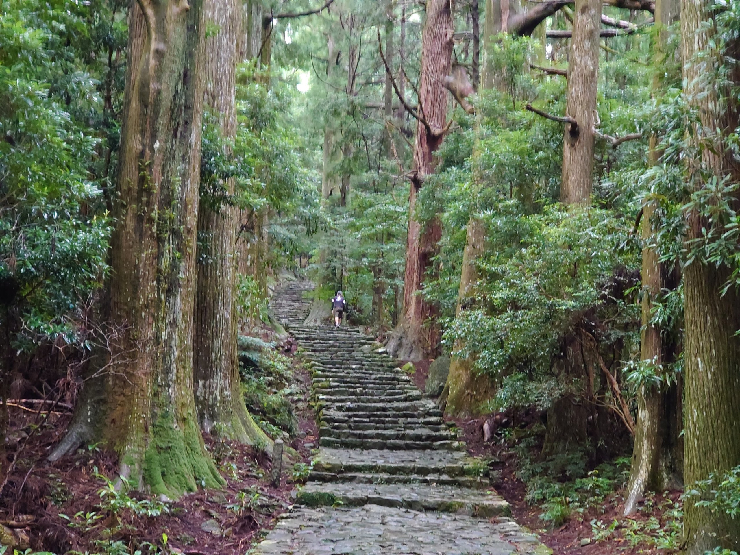見上げるほど高い杉に囲まれた、急な石段