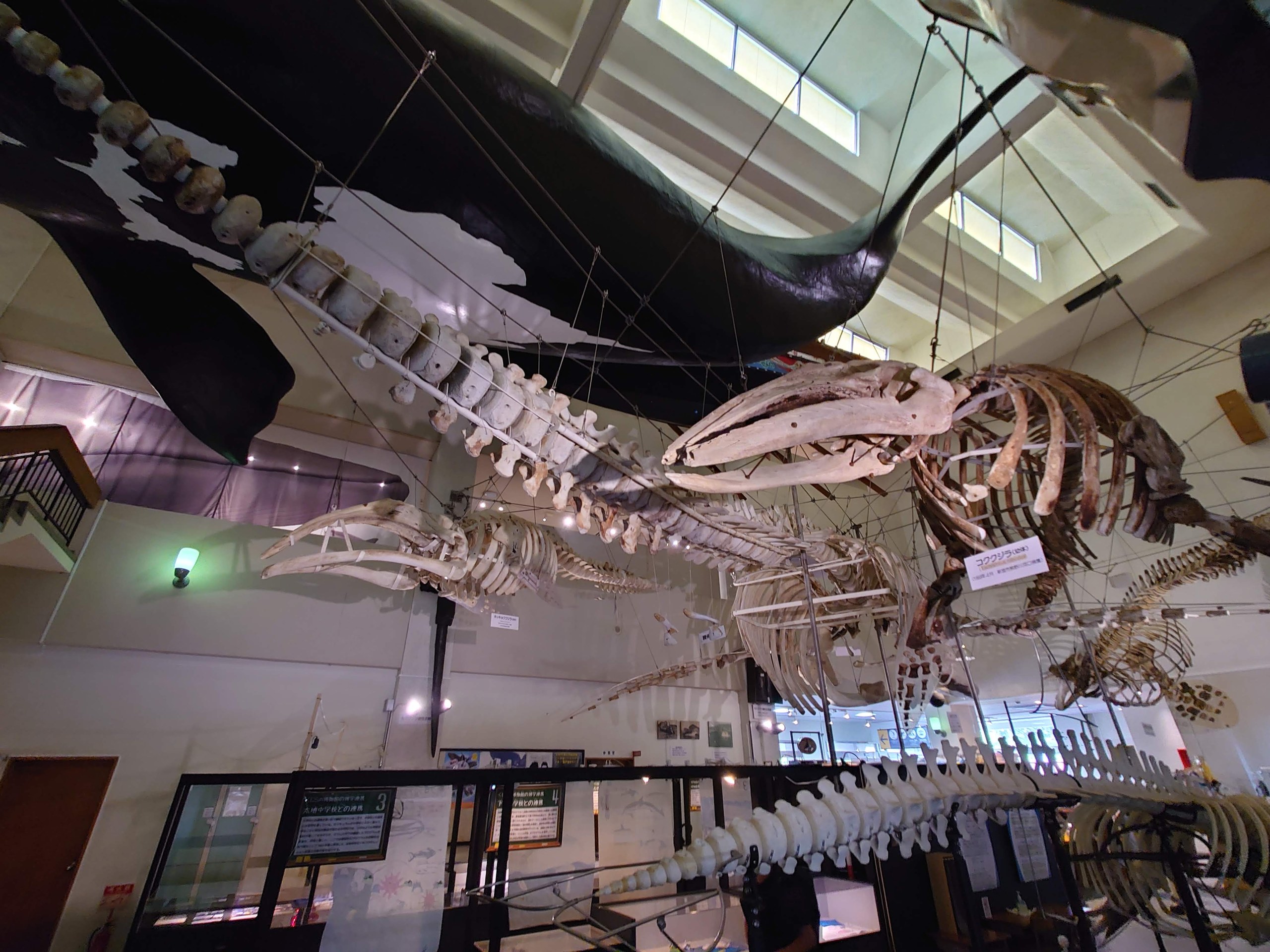 天井から吊るされた、クジラの骨格標本