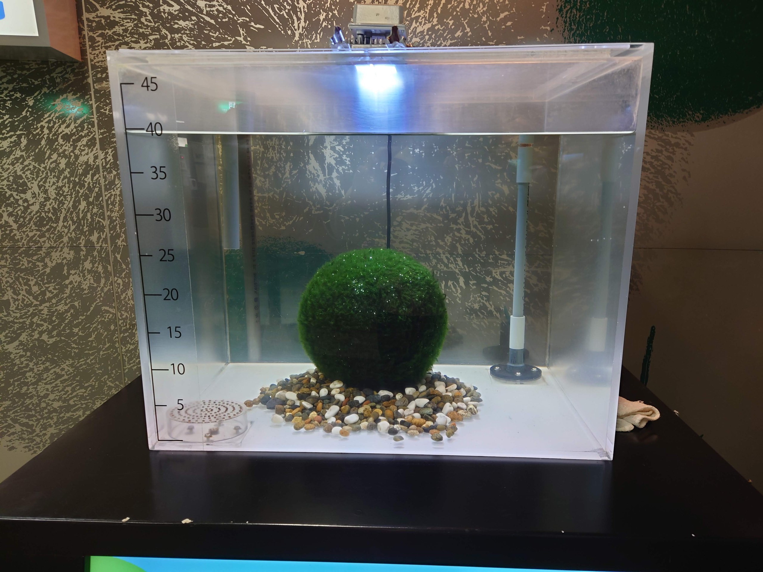 大きなマリモの展示