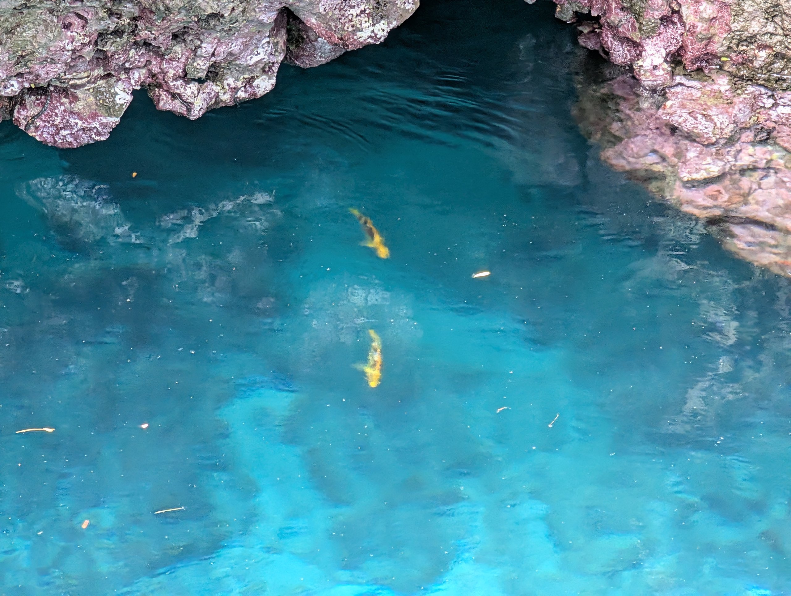 透き通った水の中を泳ぐ、黄色い魚