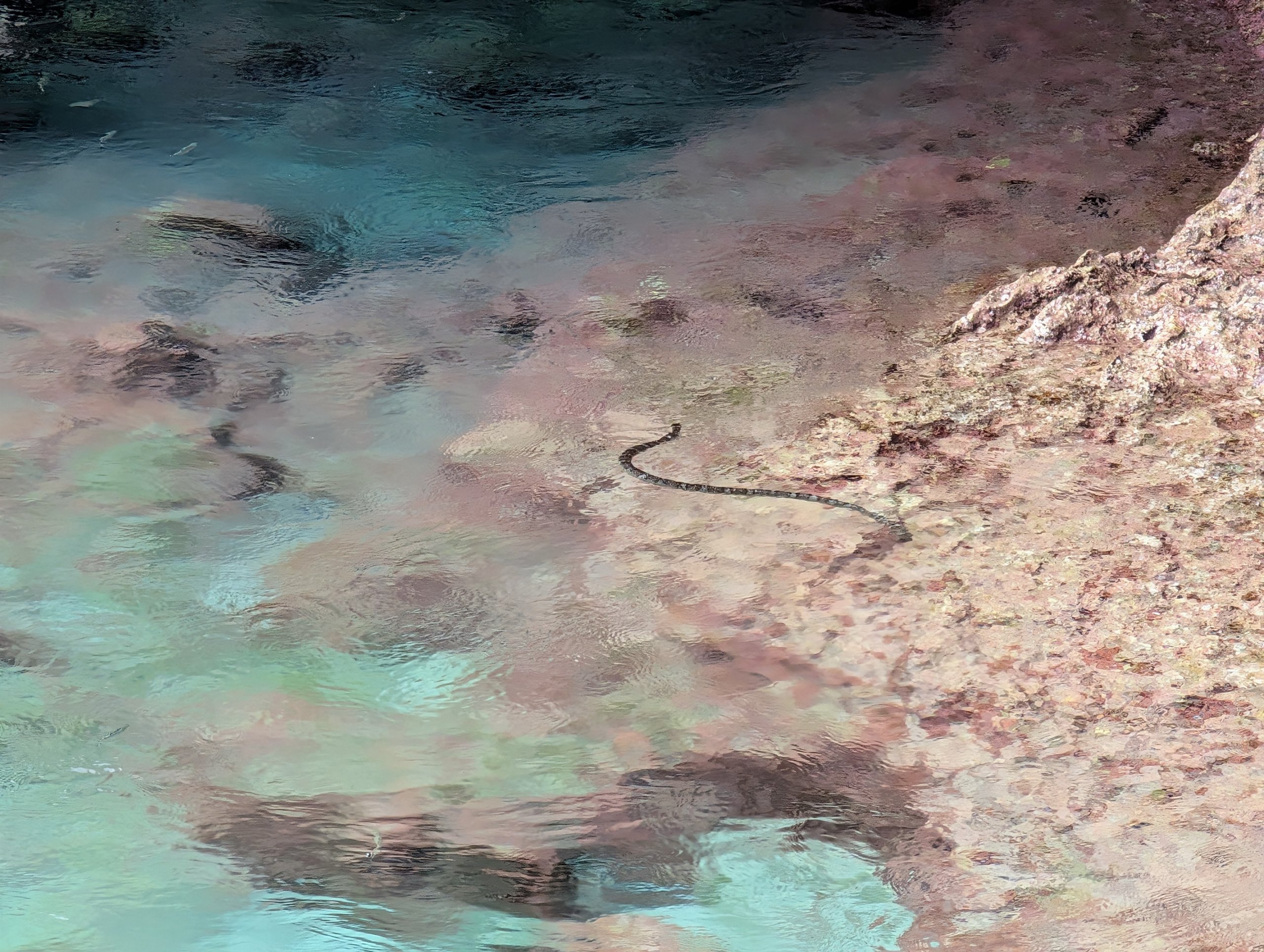 プールの浅いところを泳ぐ、しま模様のウミヘビ