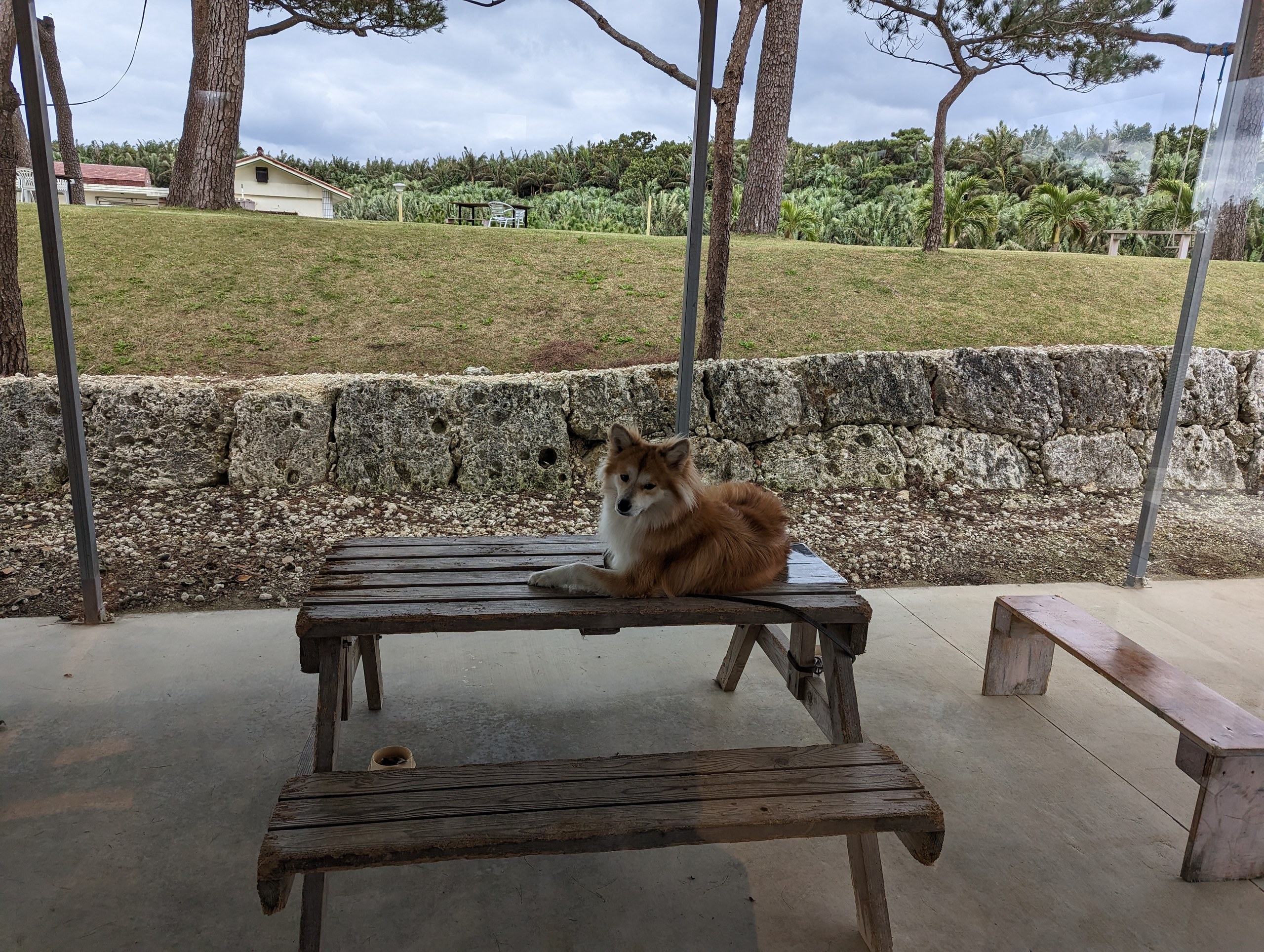 店の外のベンチの上で、くつろぐ犬