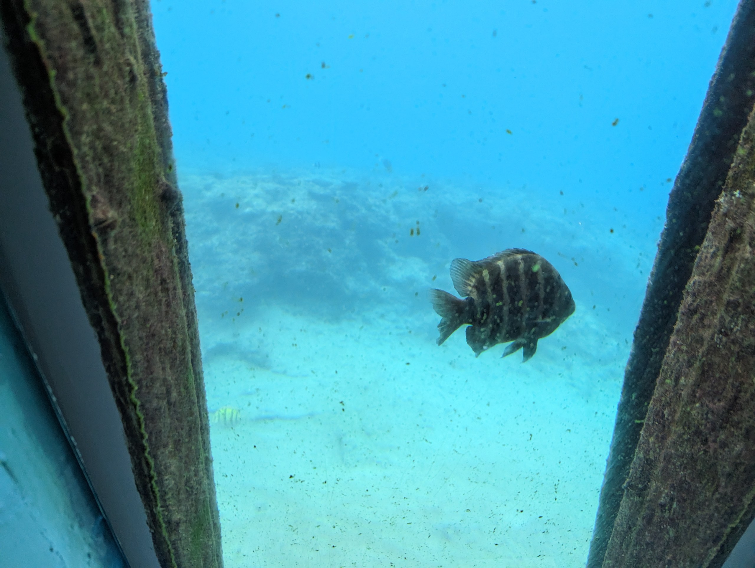 観察窓の向こうを泳ぐ、縞模様の魚